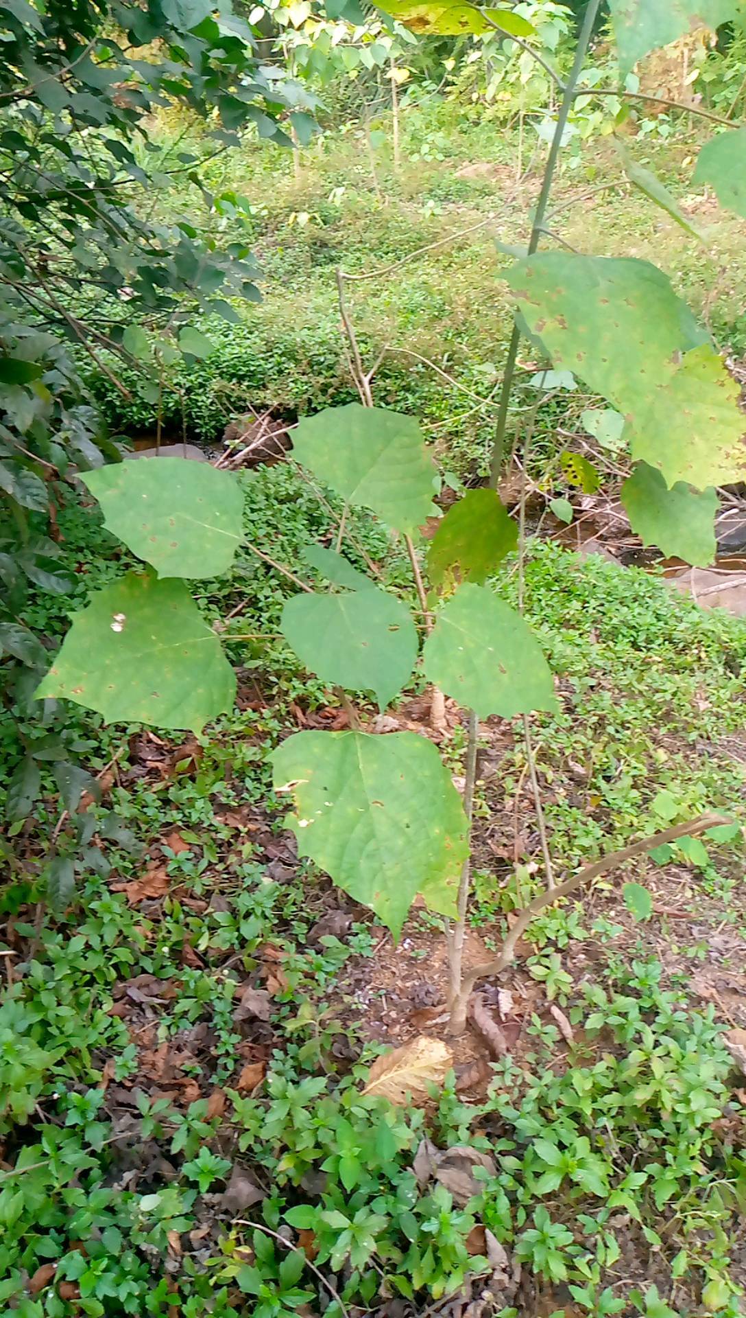 tree