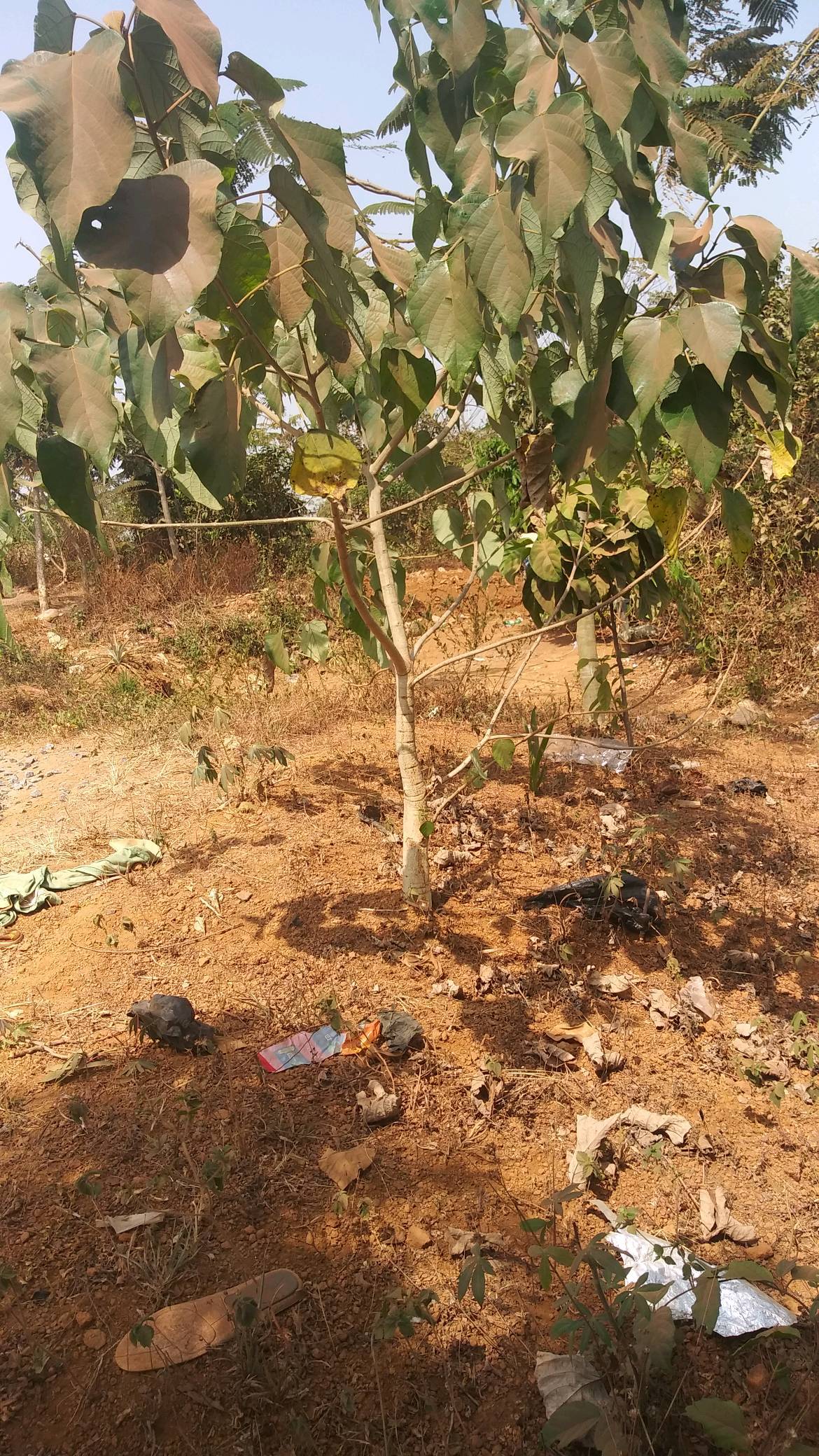tree
