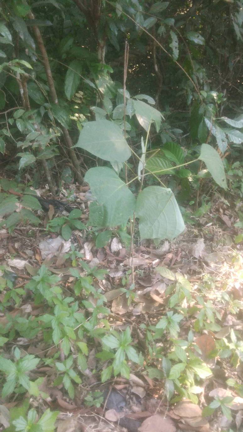 tree