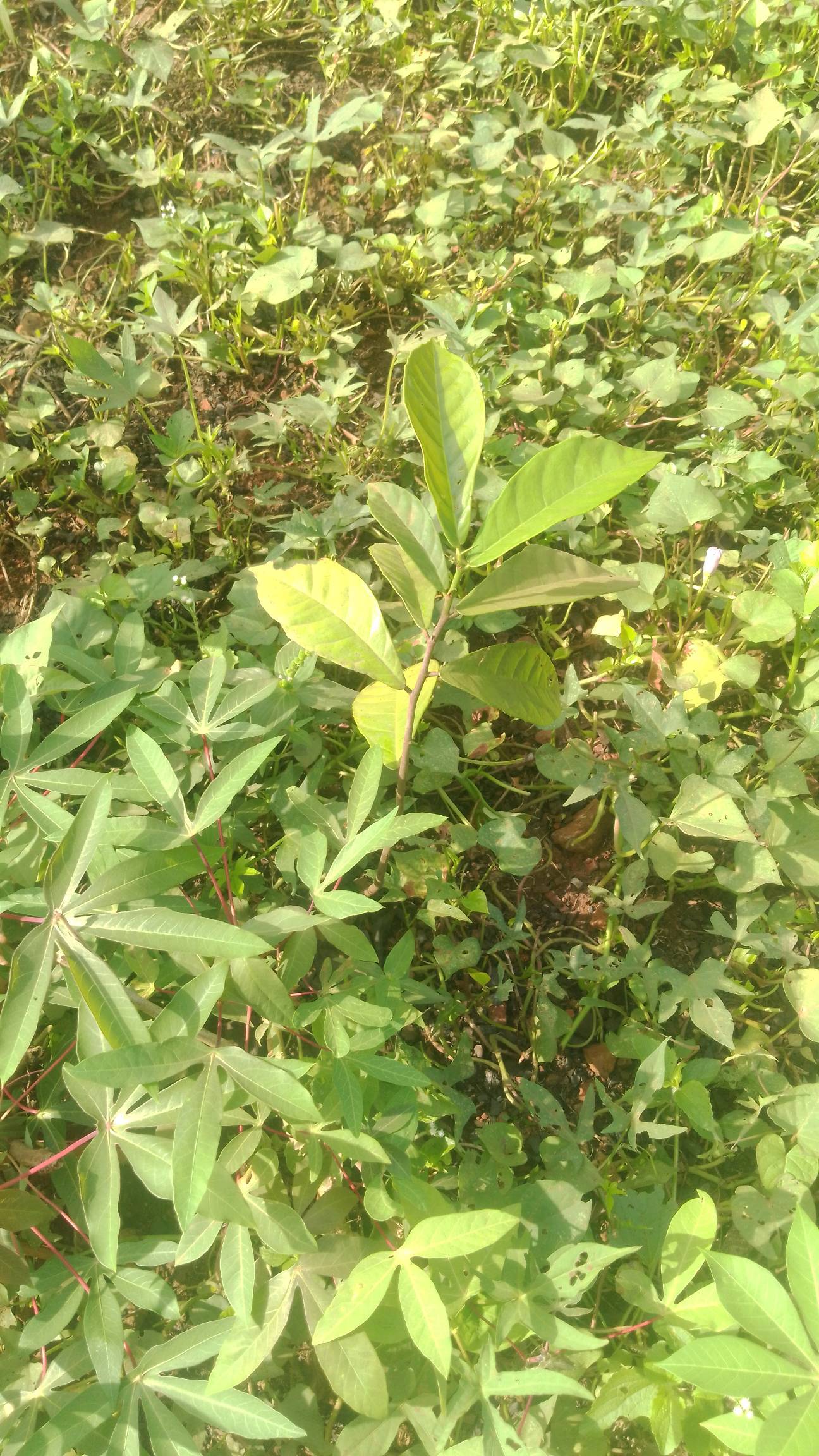 tree