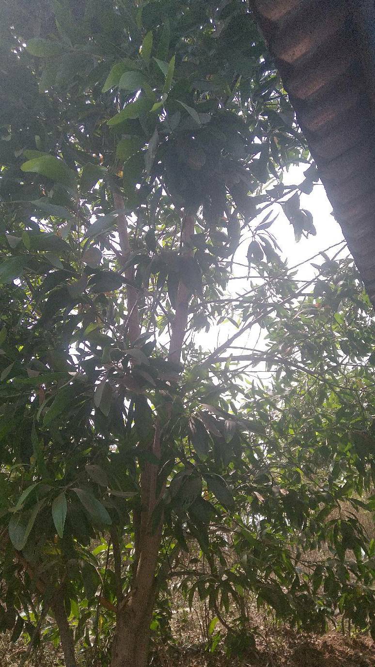 tree