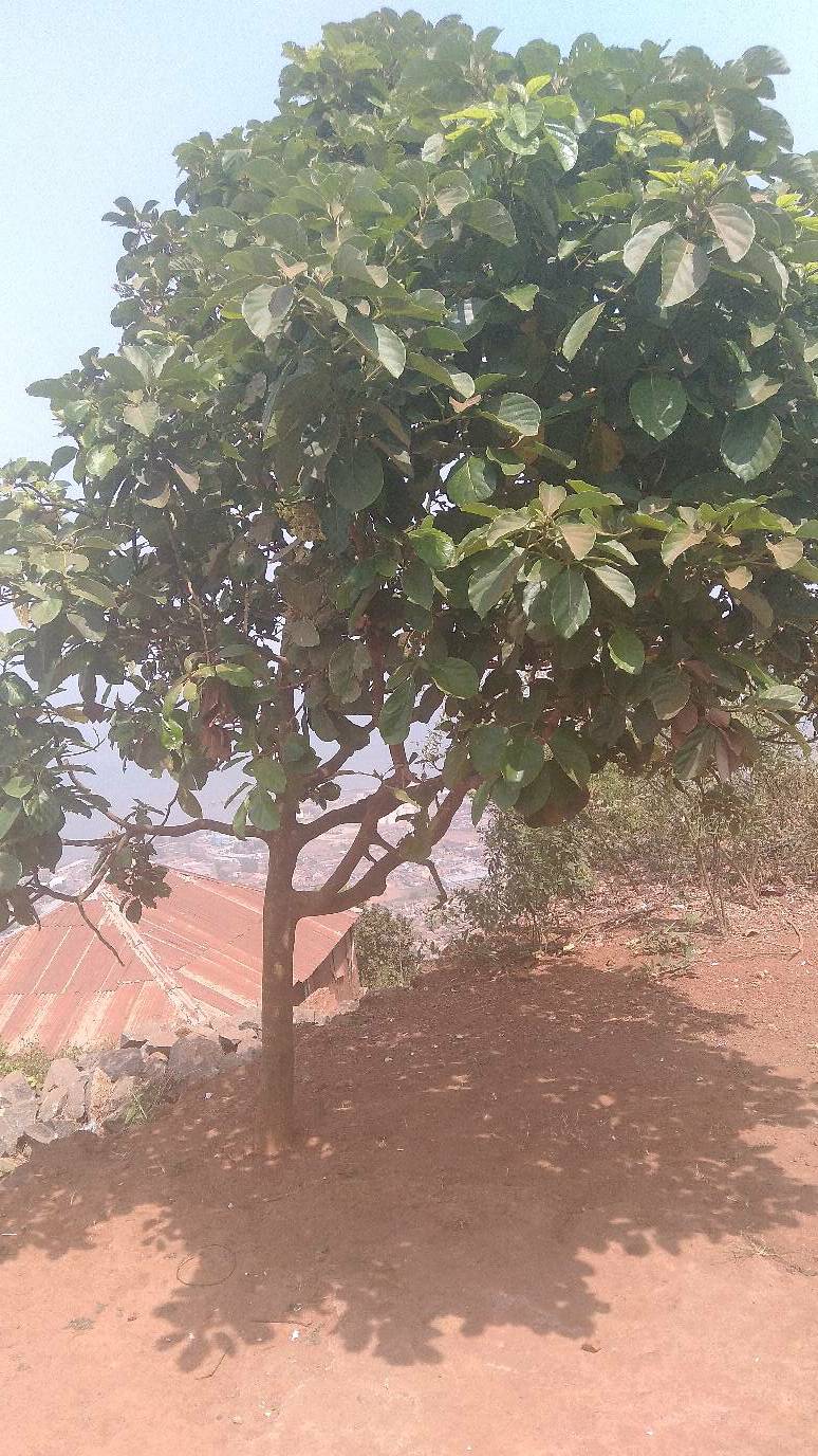 tree