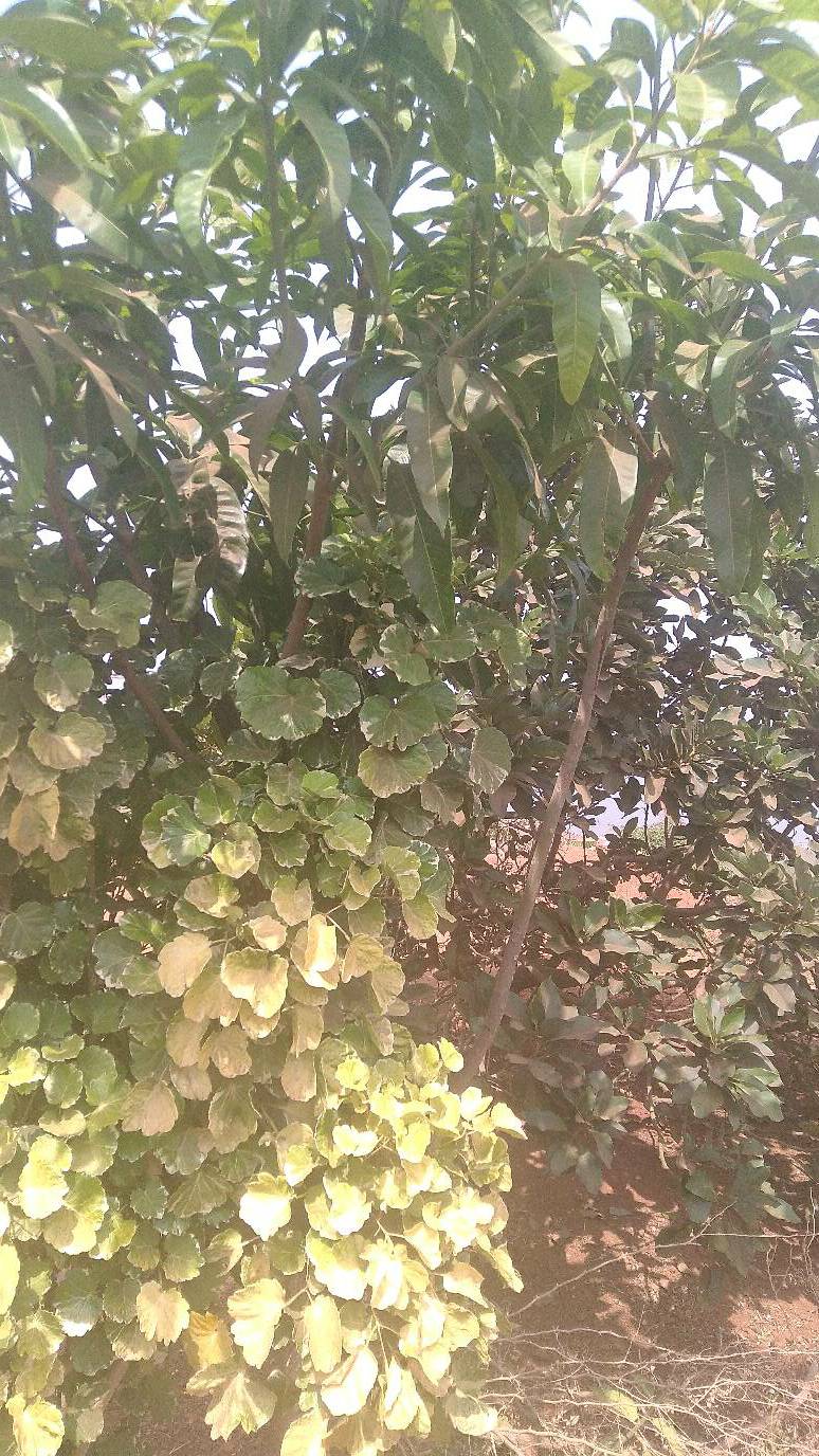 tree