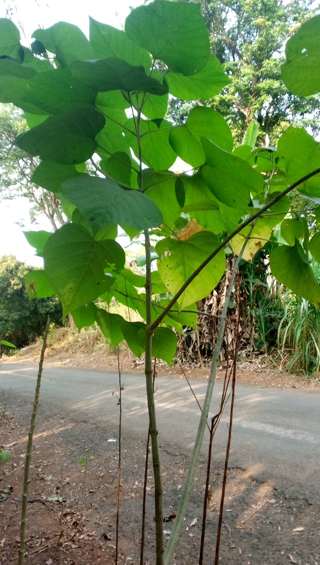 tree