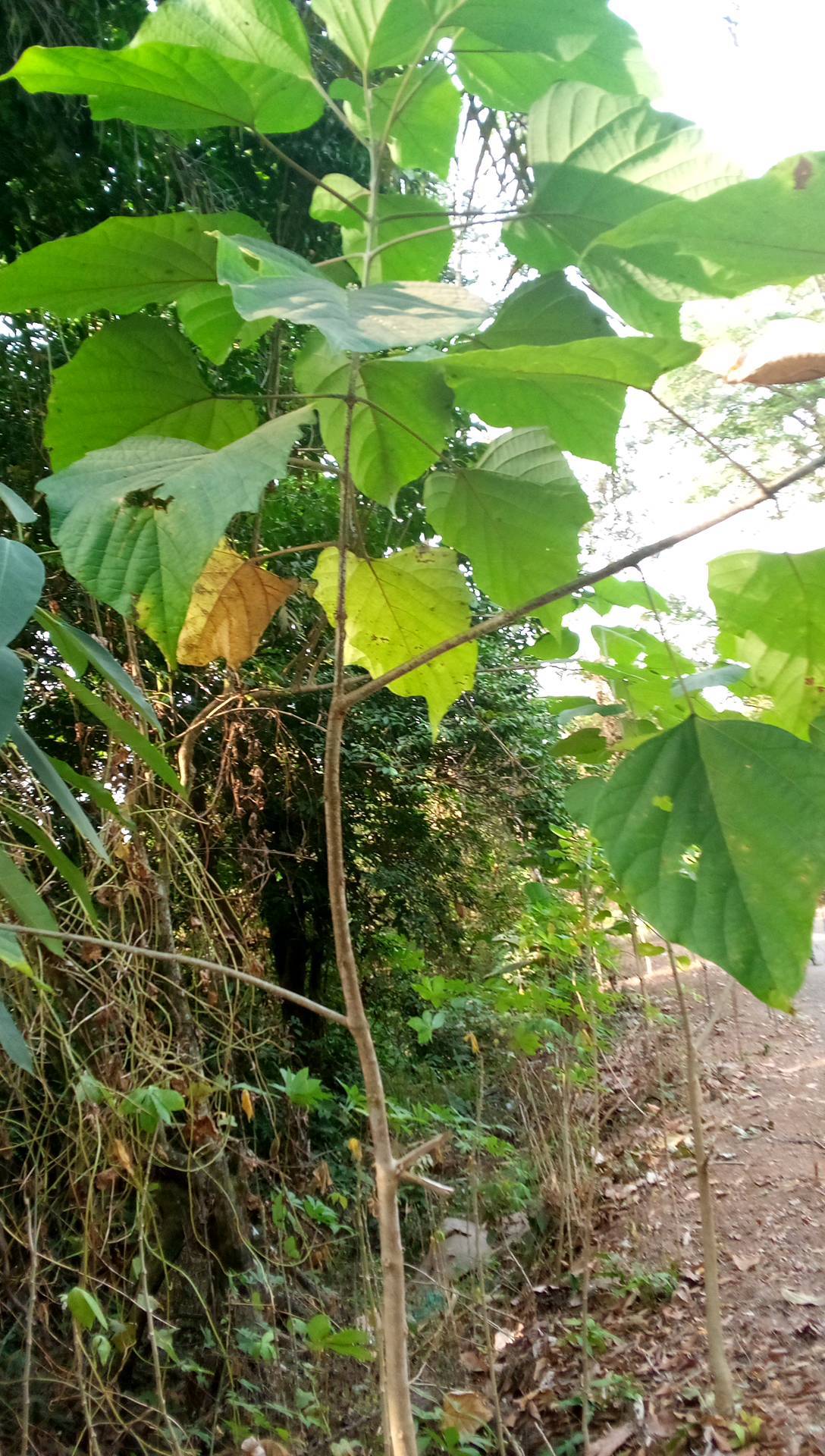tree