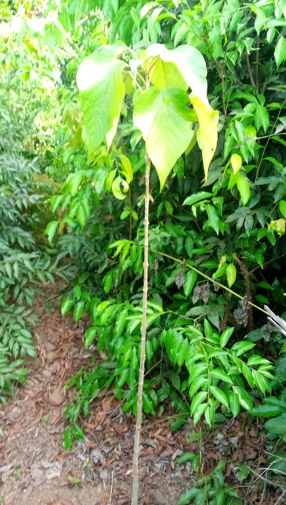 tree