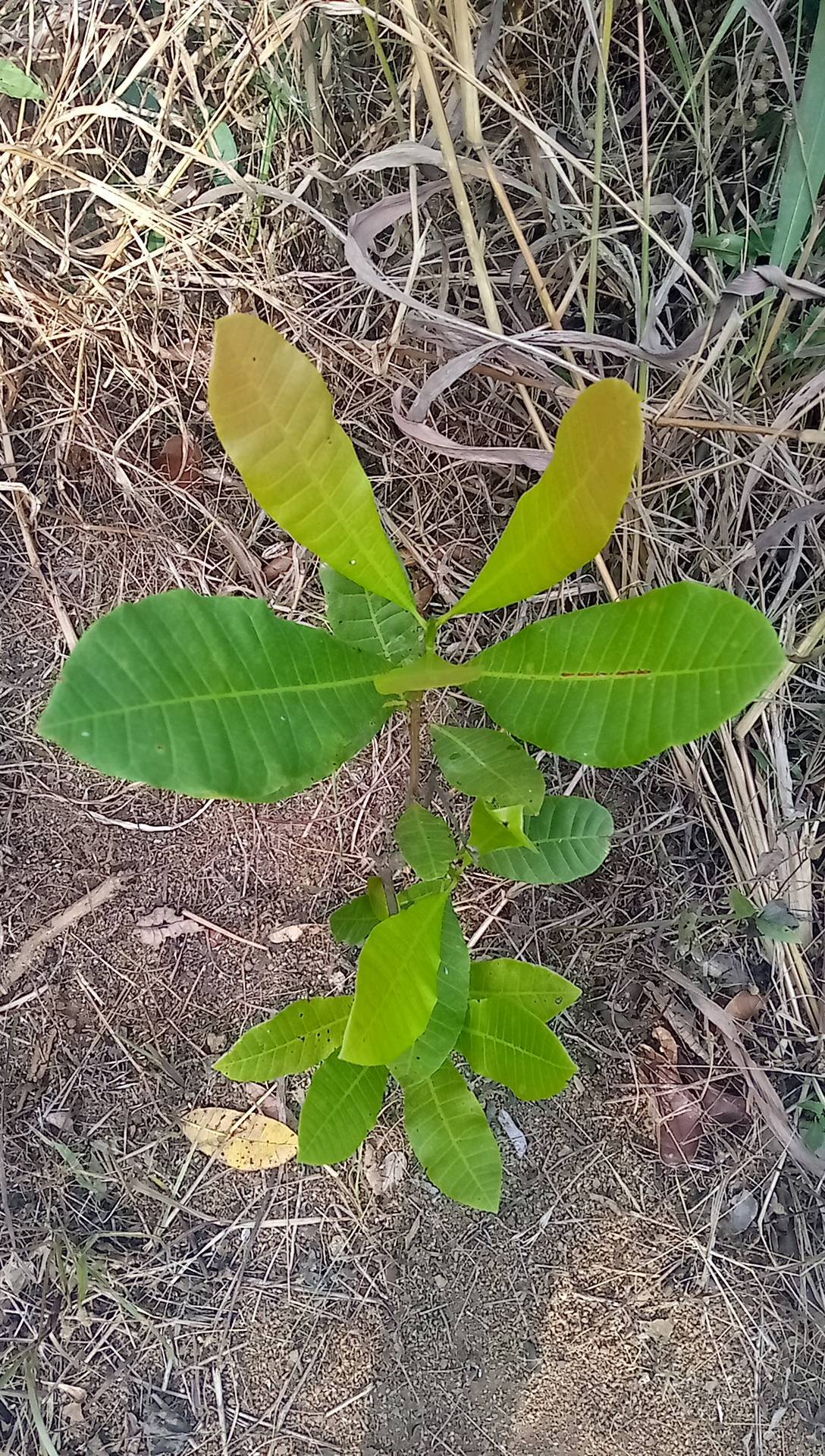 tree