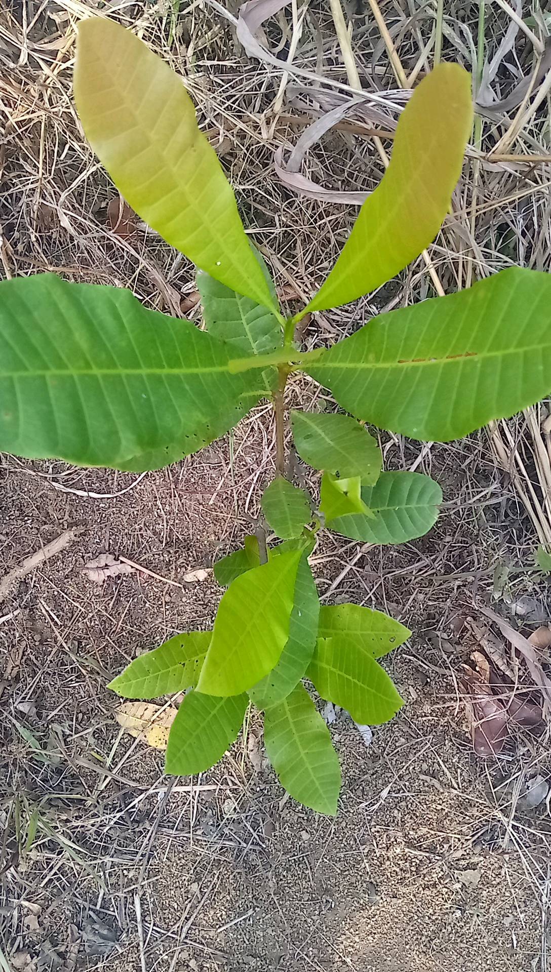 tree