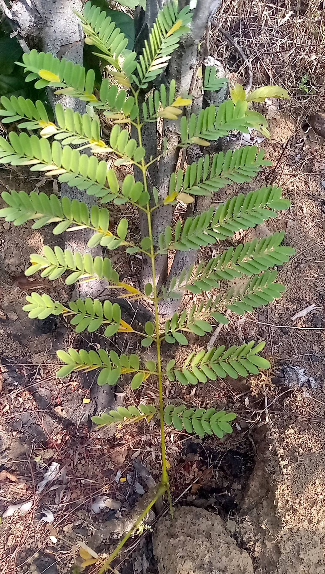 tree