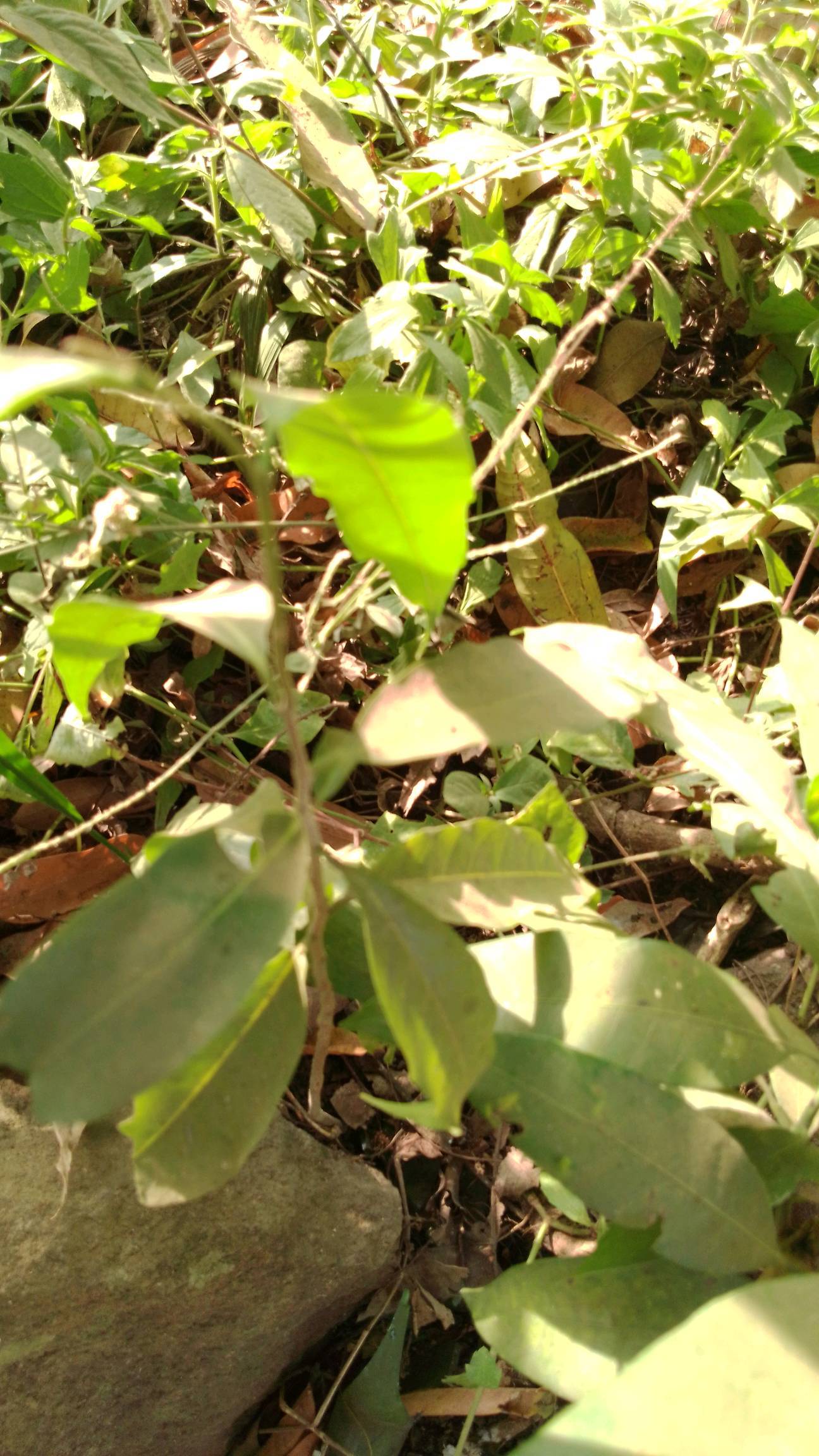 tree
