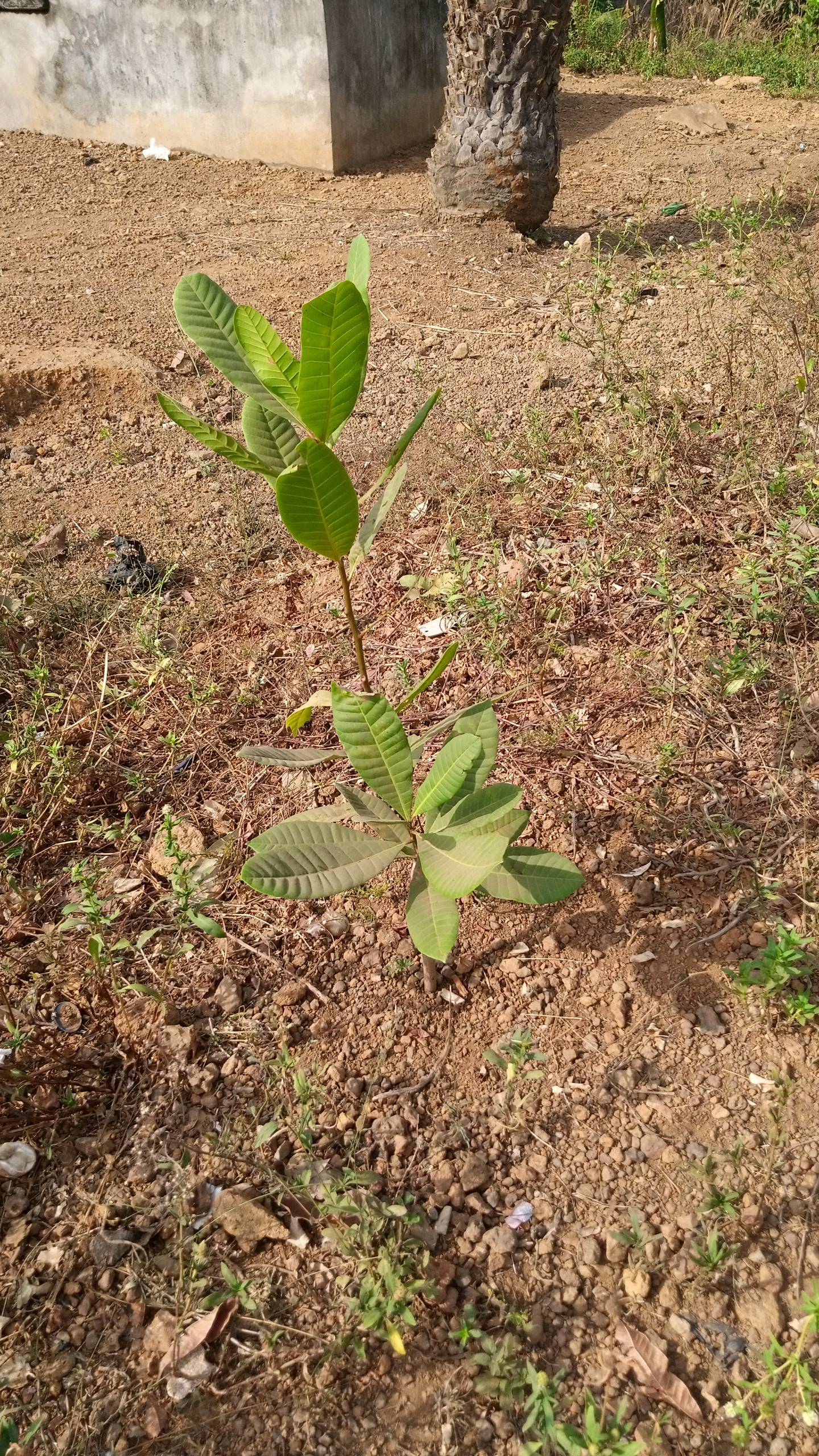 tree