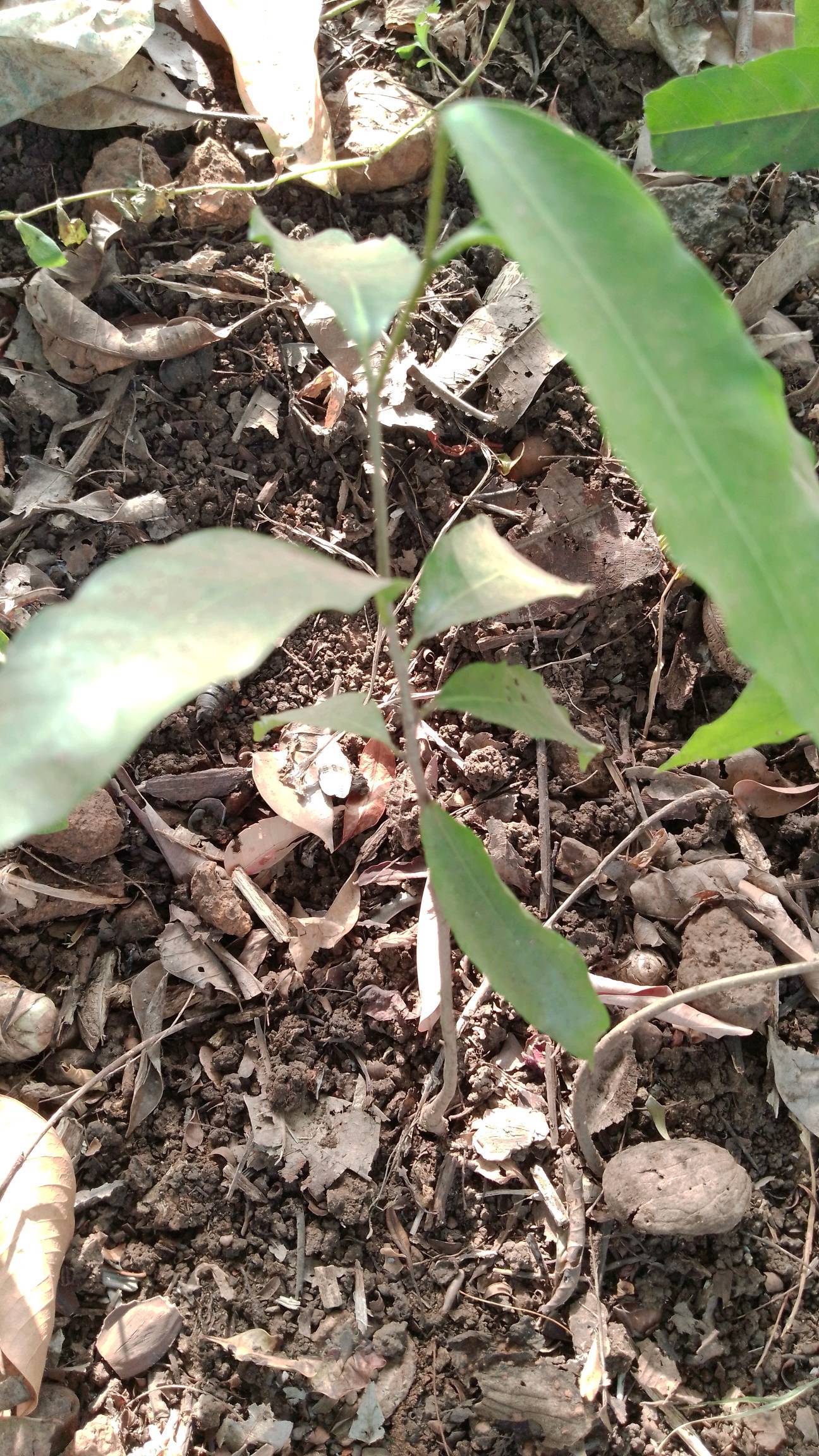 tree