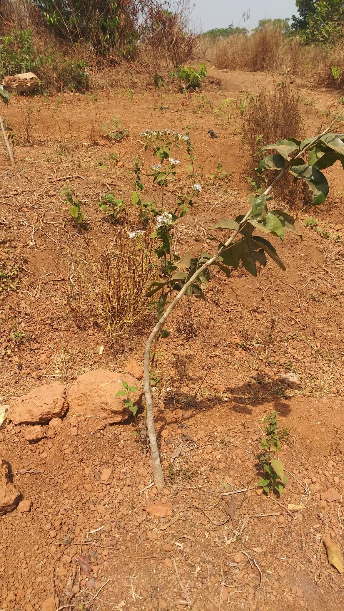 tree