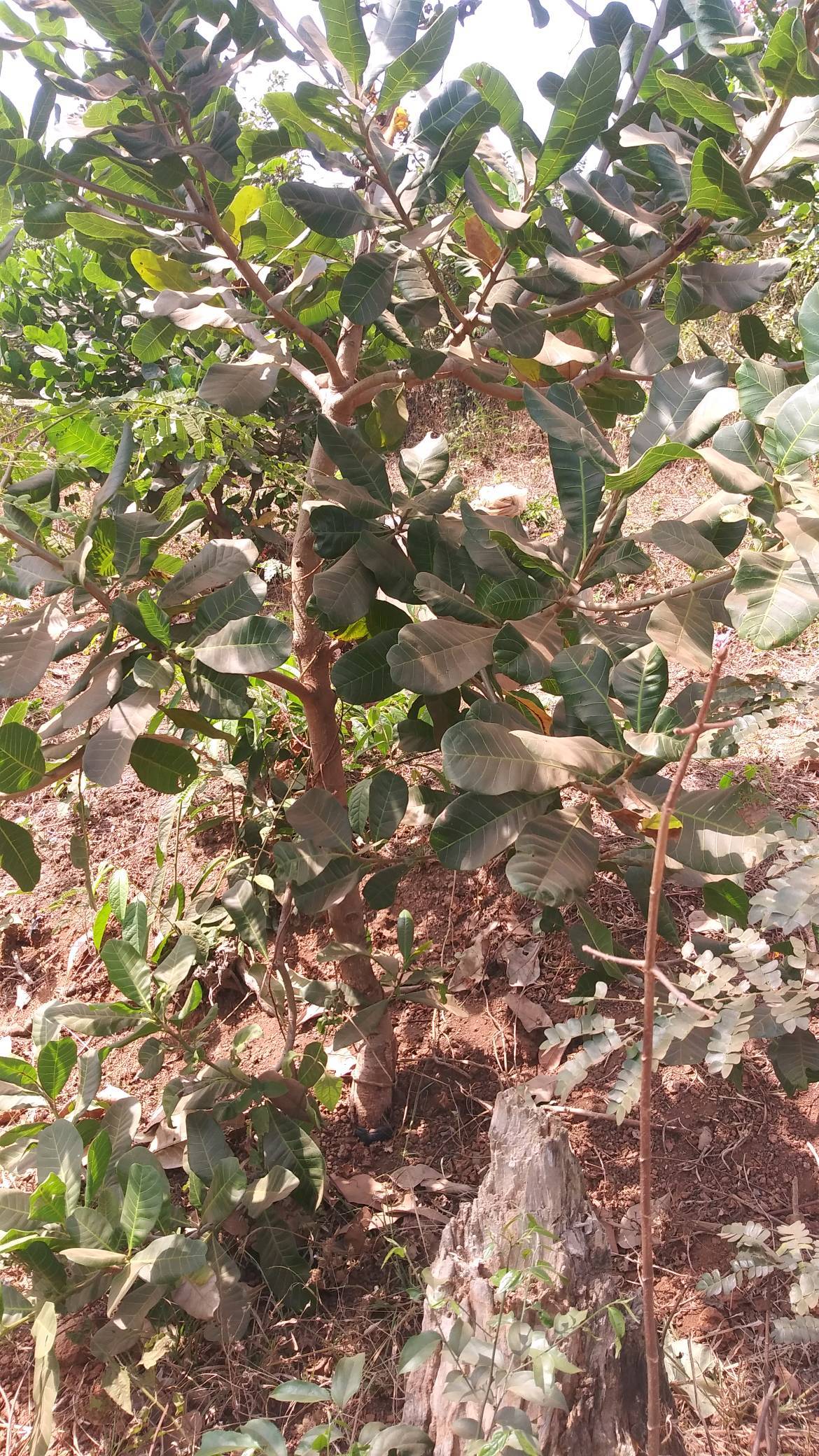 tree