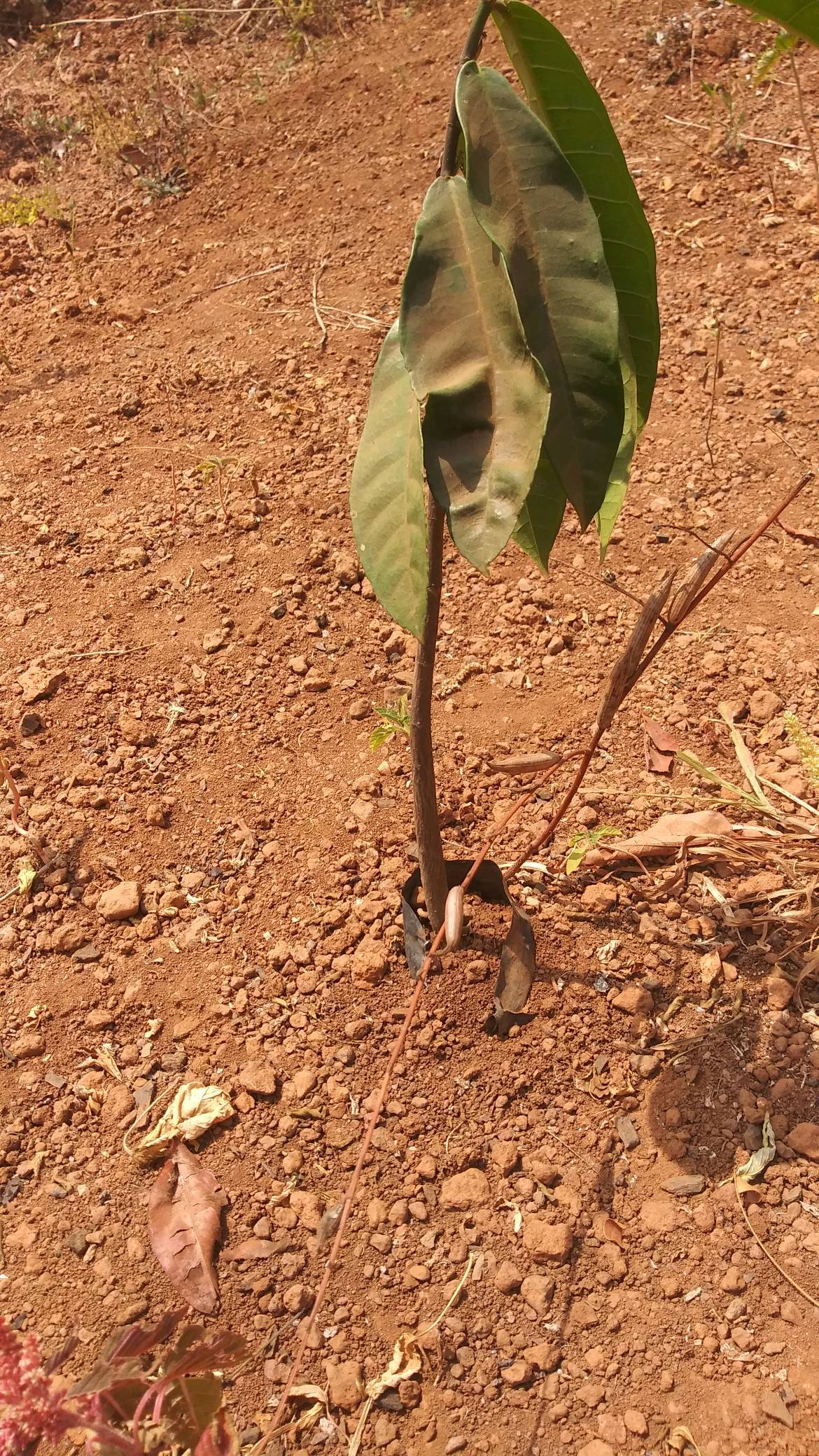tree