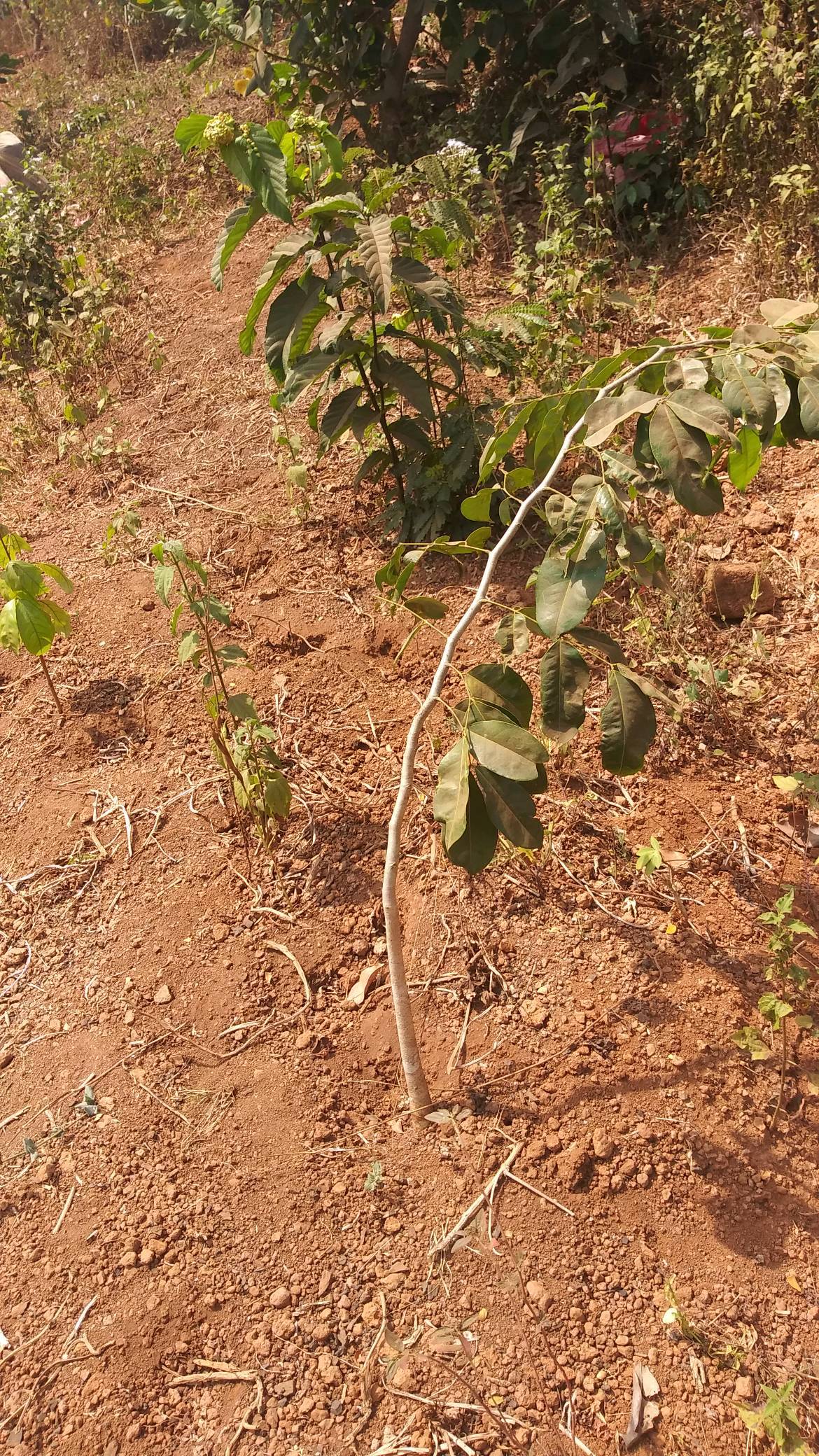 tree