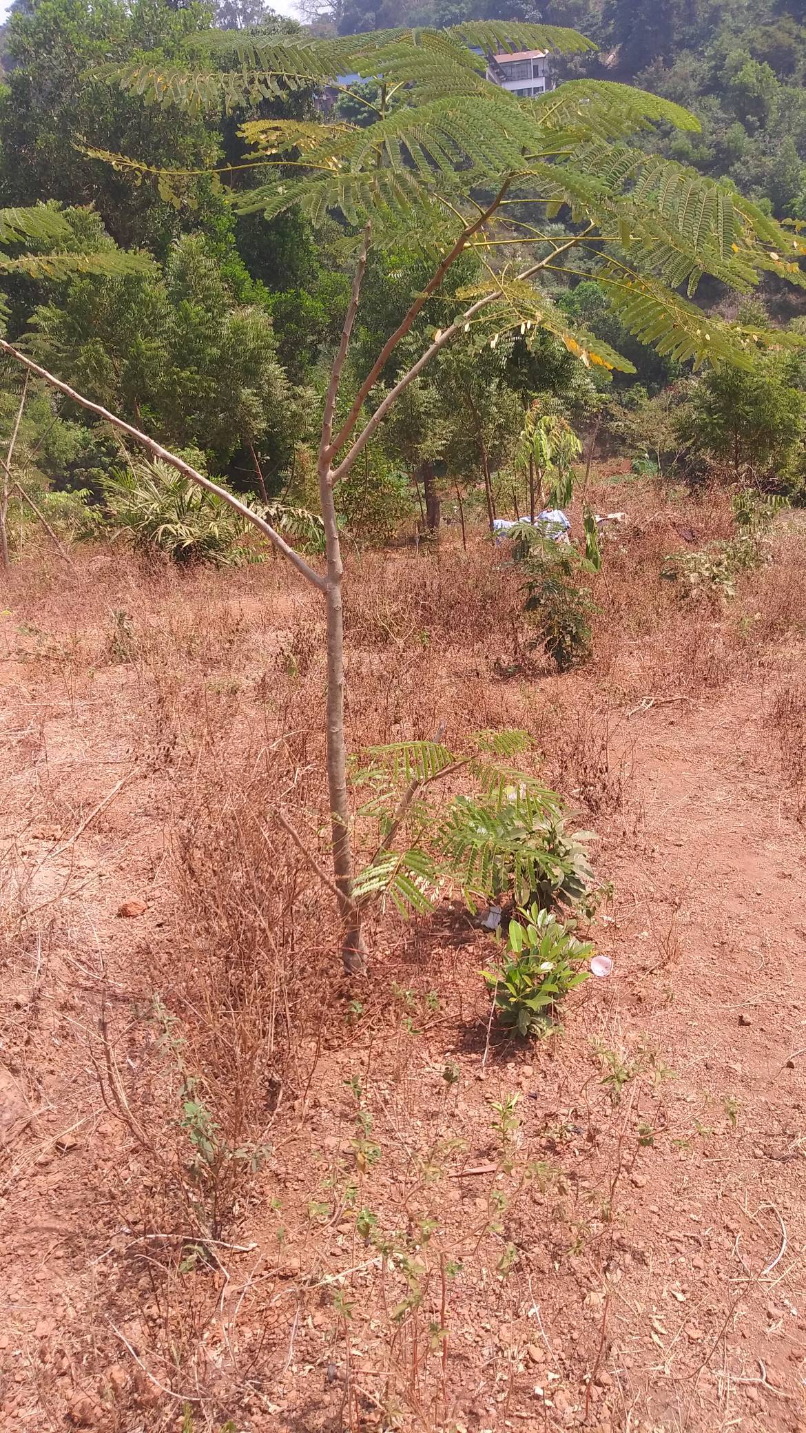 tree