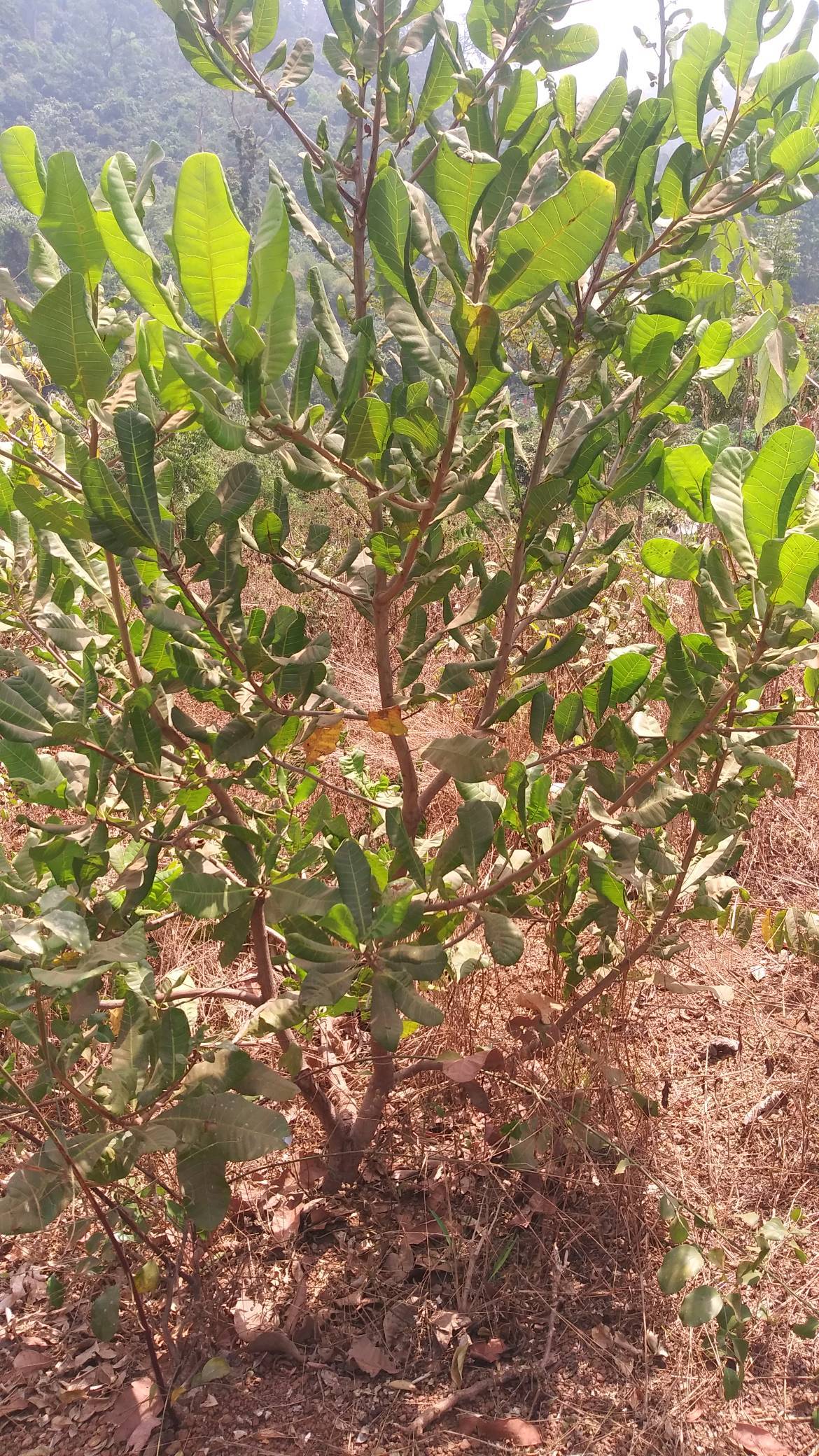 tree