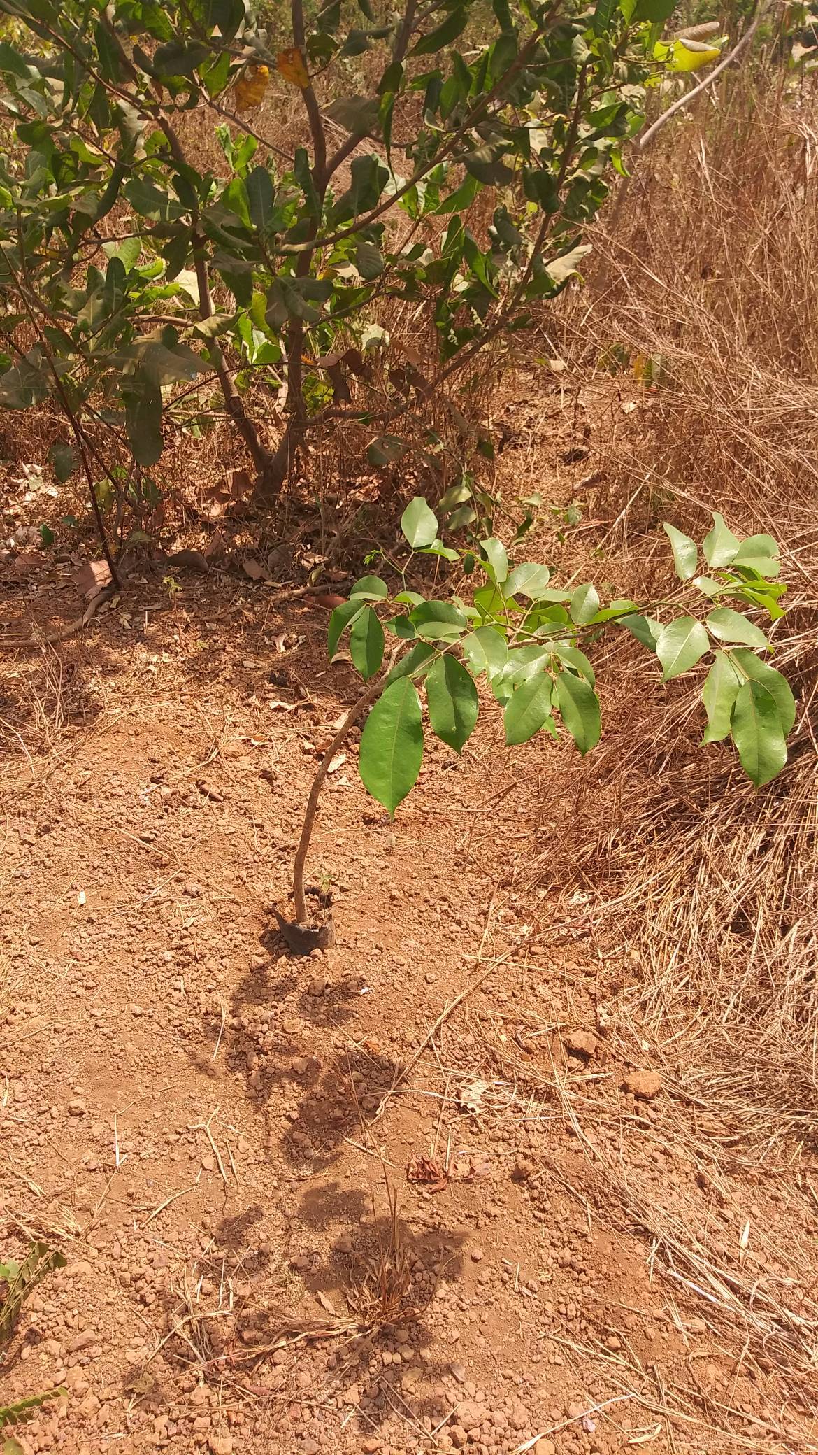 tree