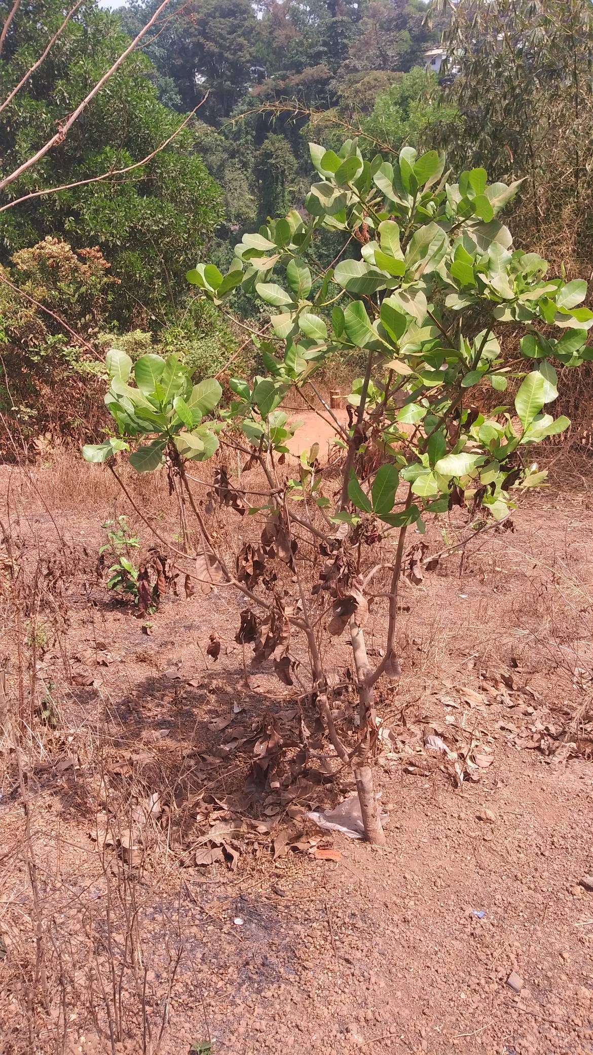 tree