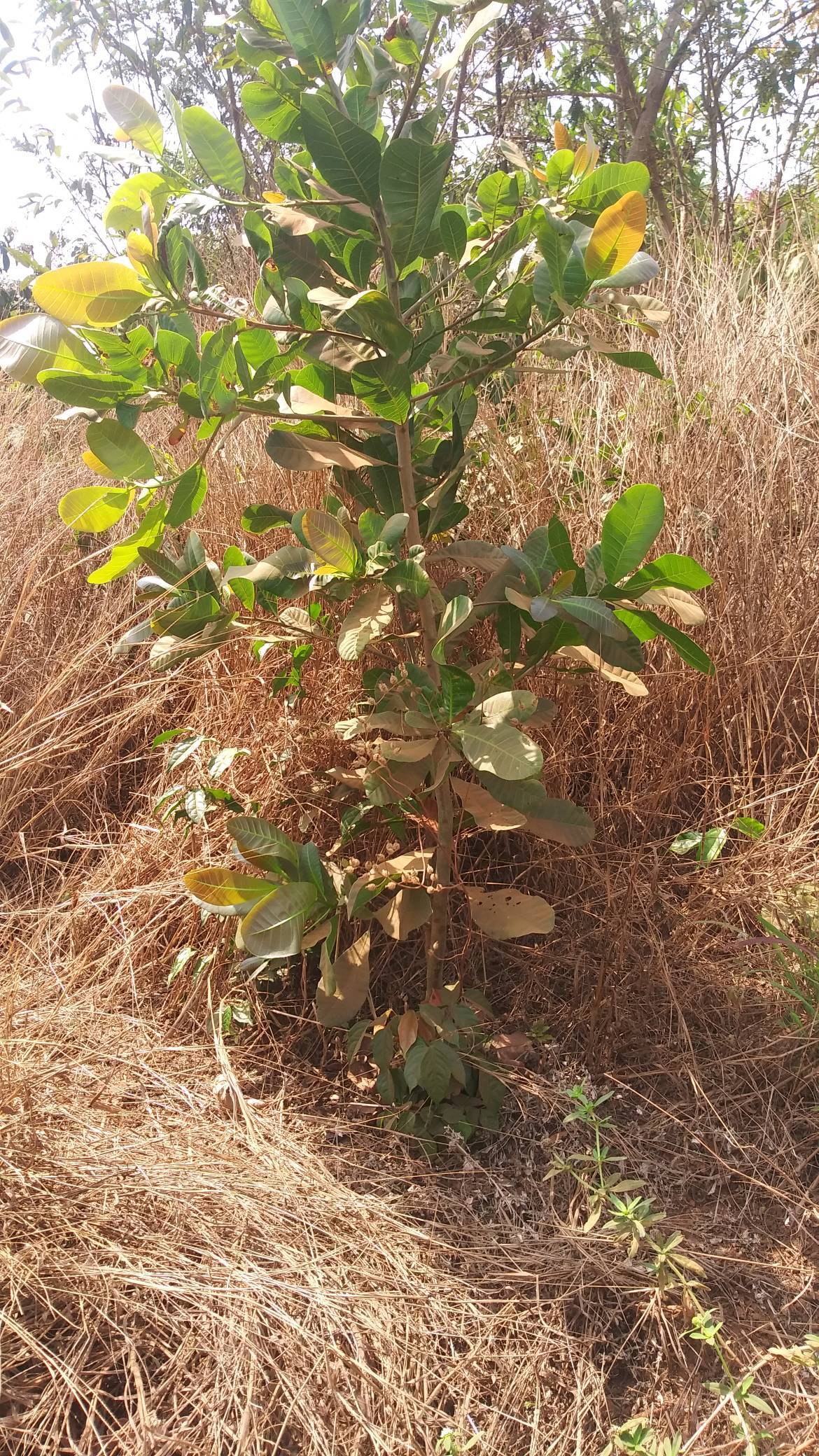 tree
