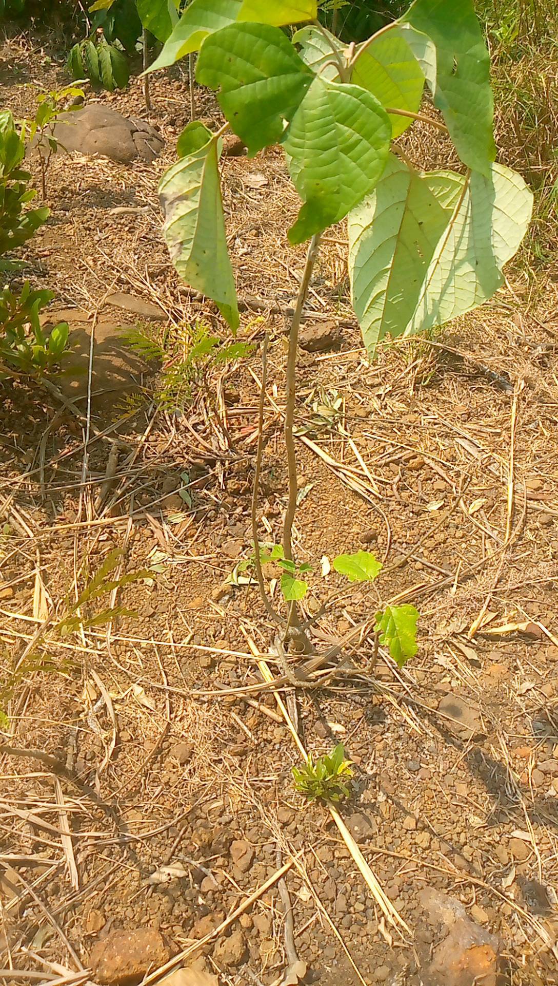 tree
