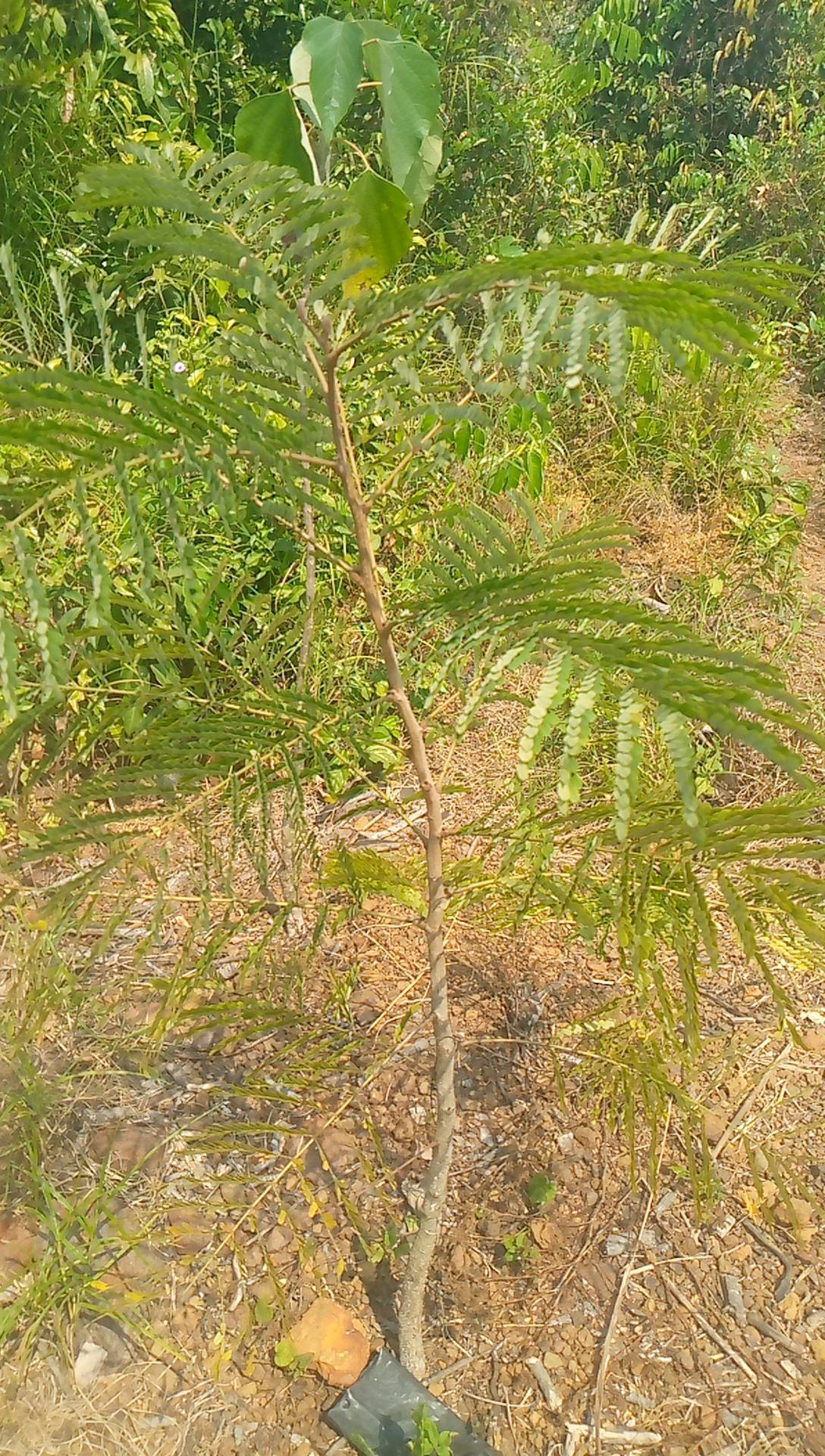 tree