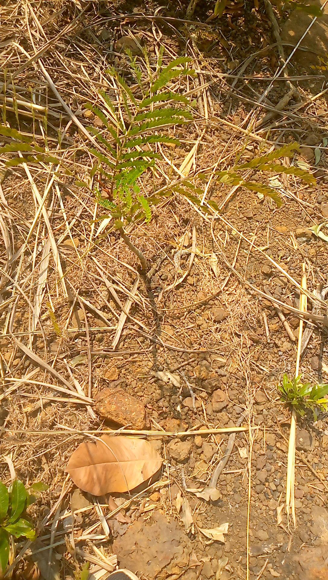 tree