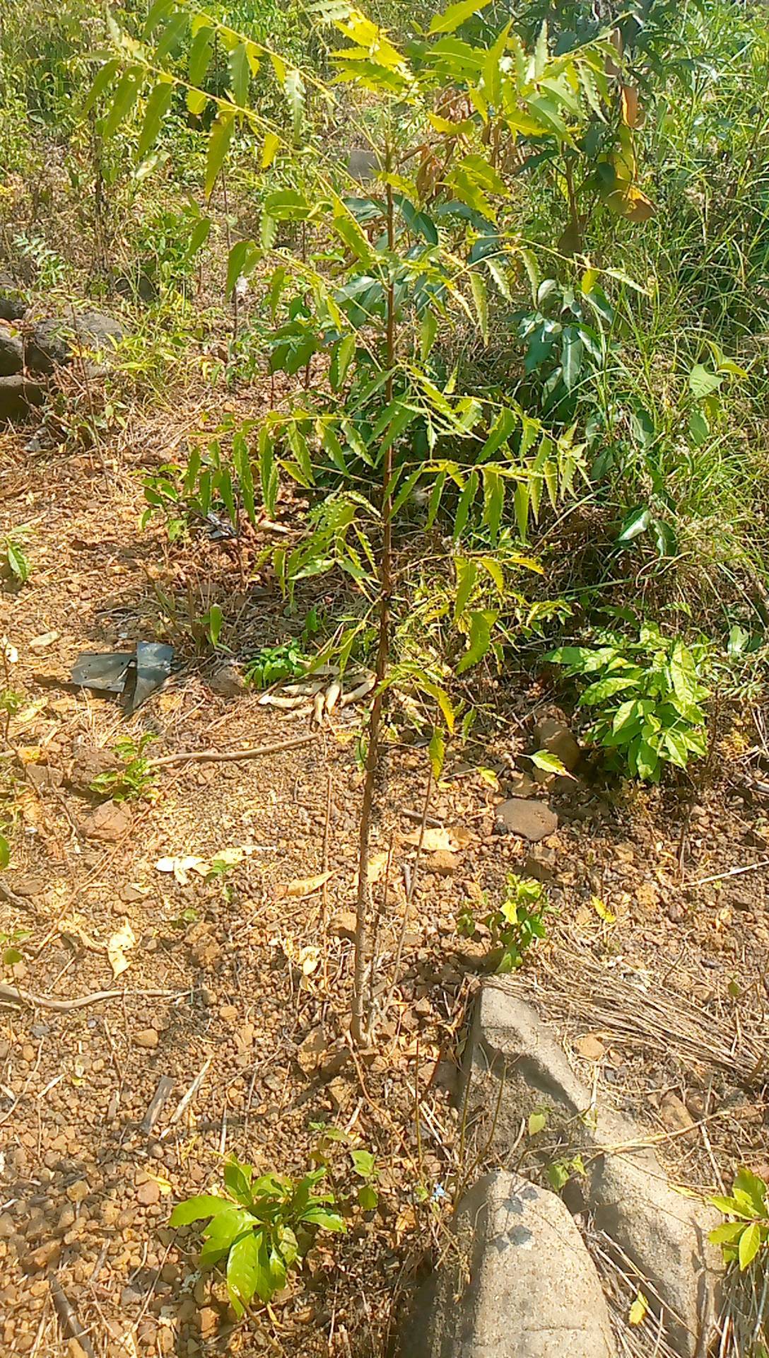 tree