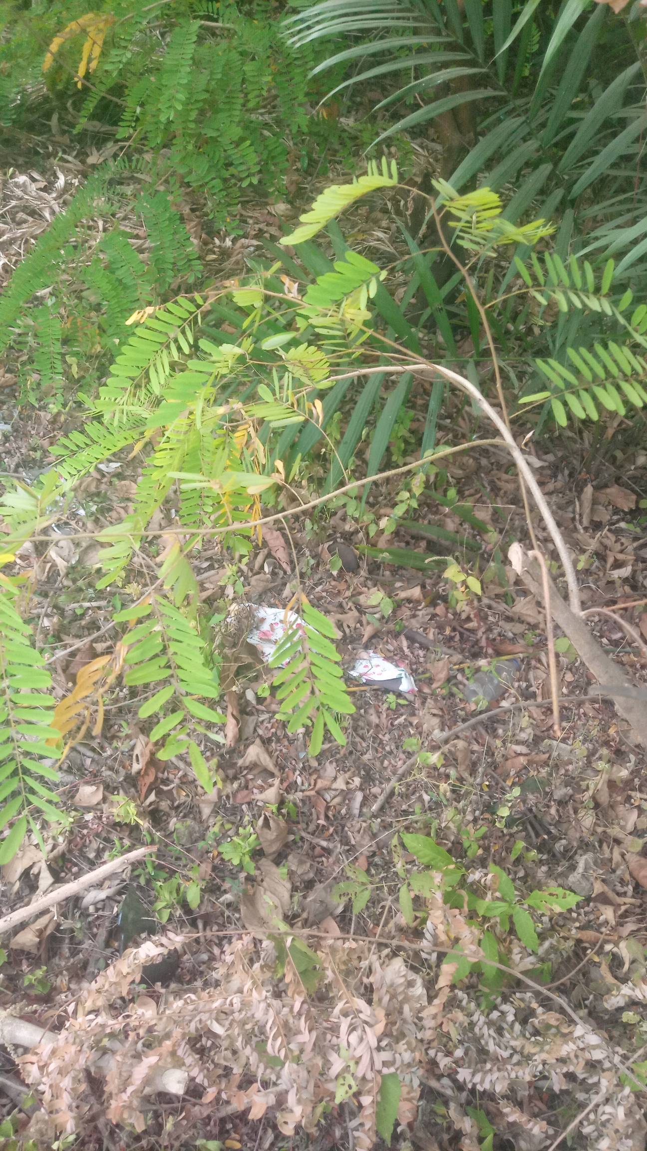 tree