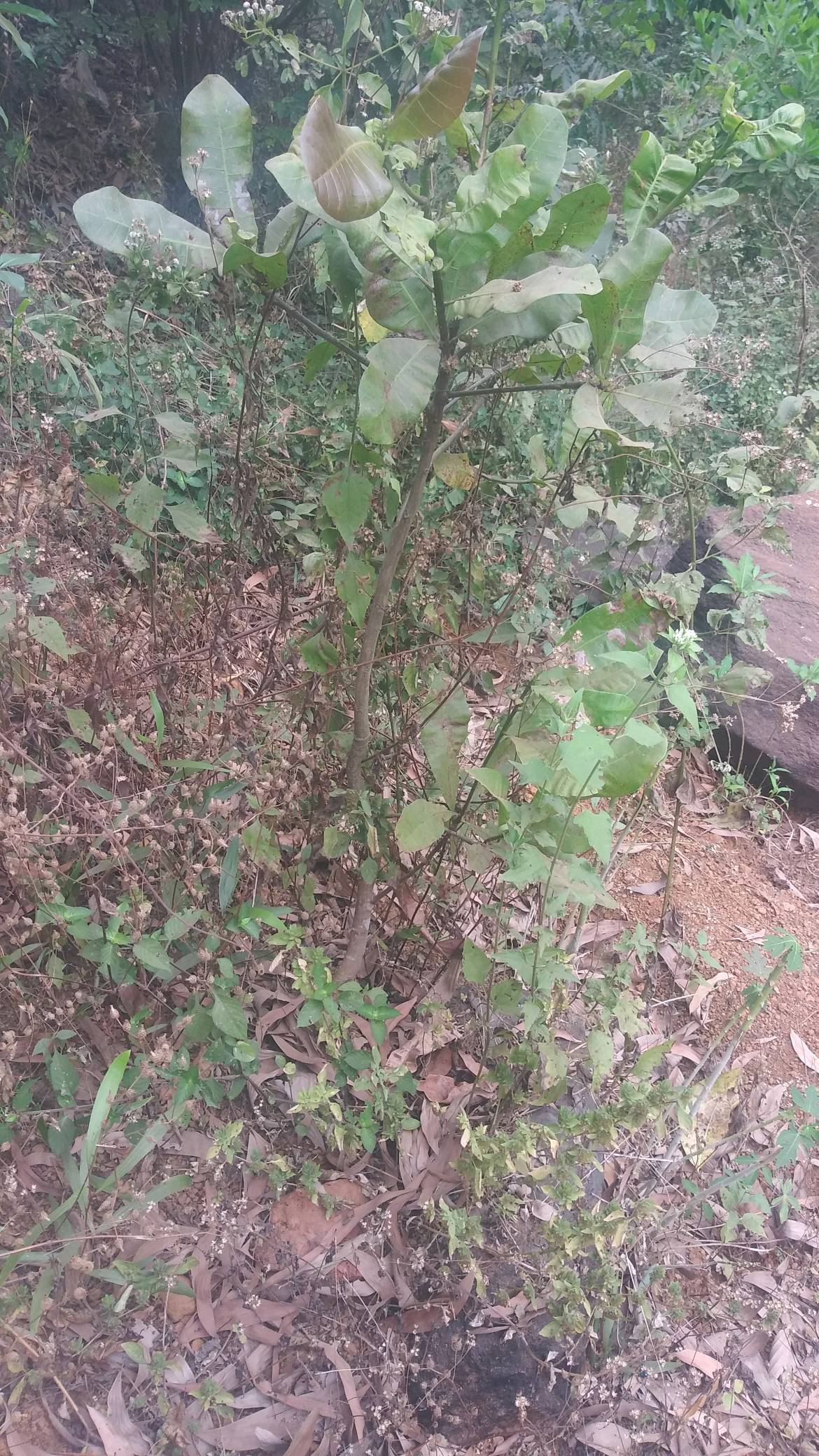 tree