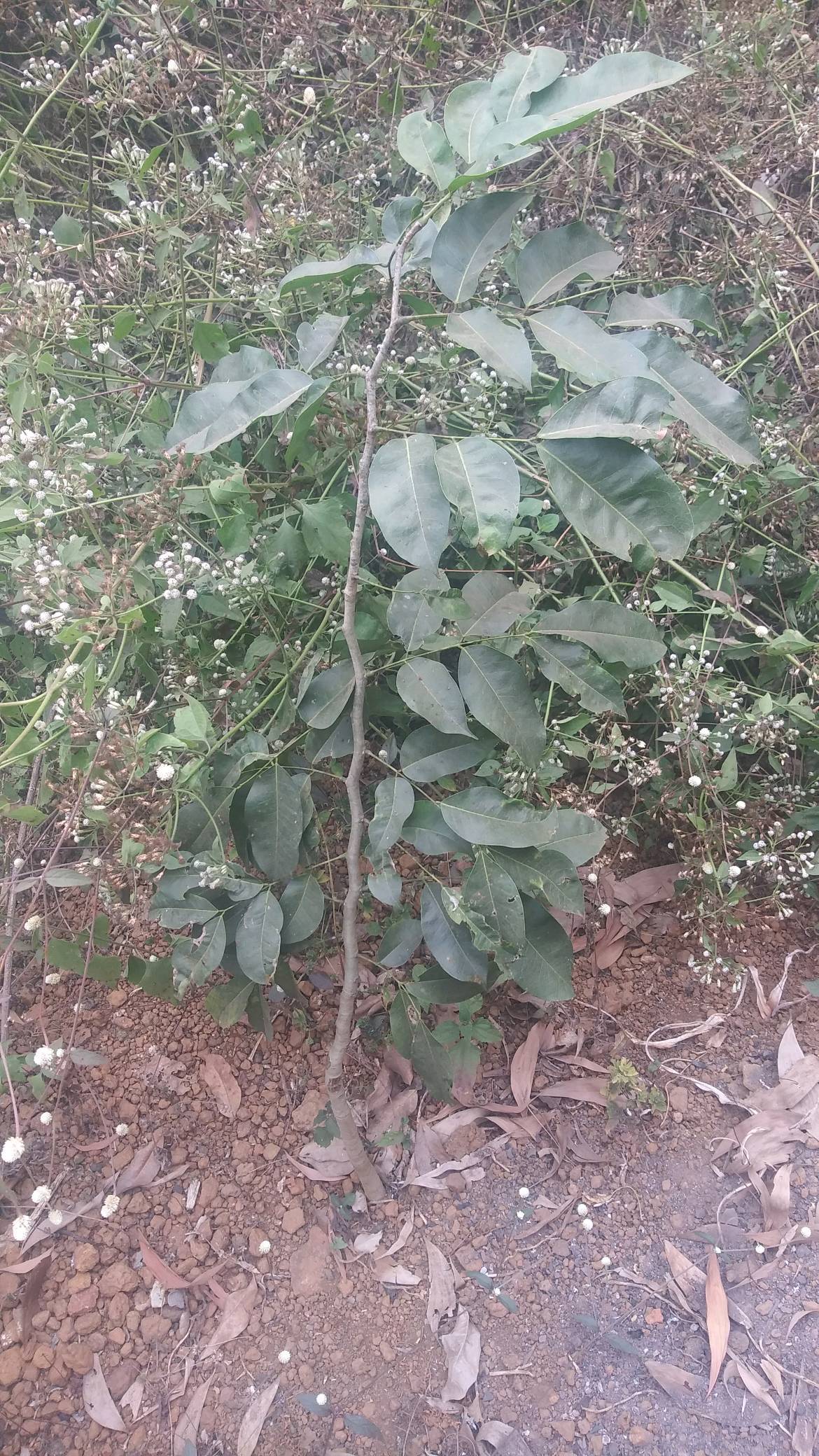 tree