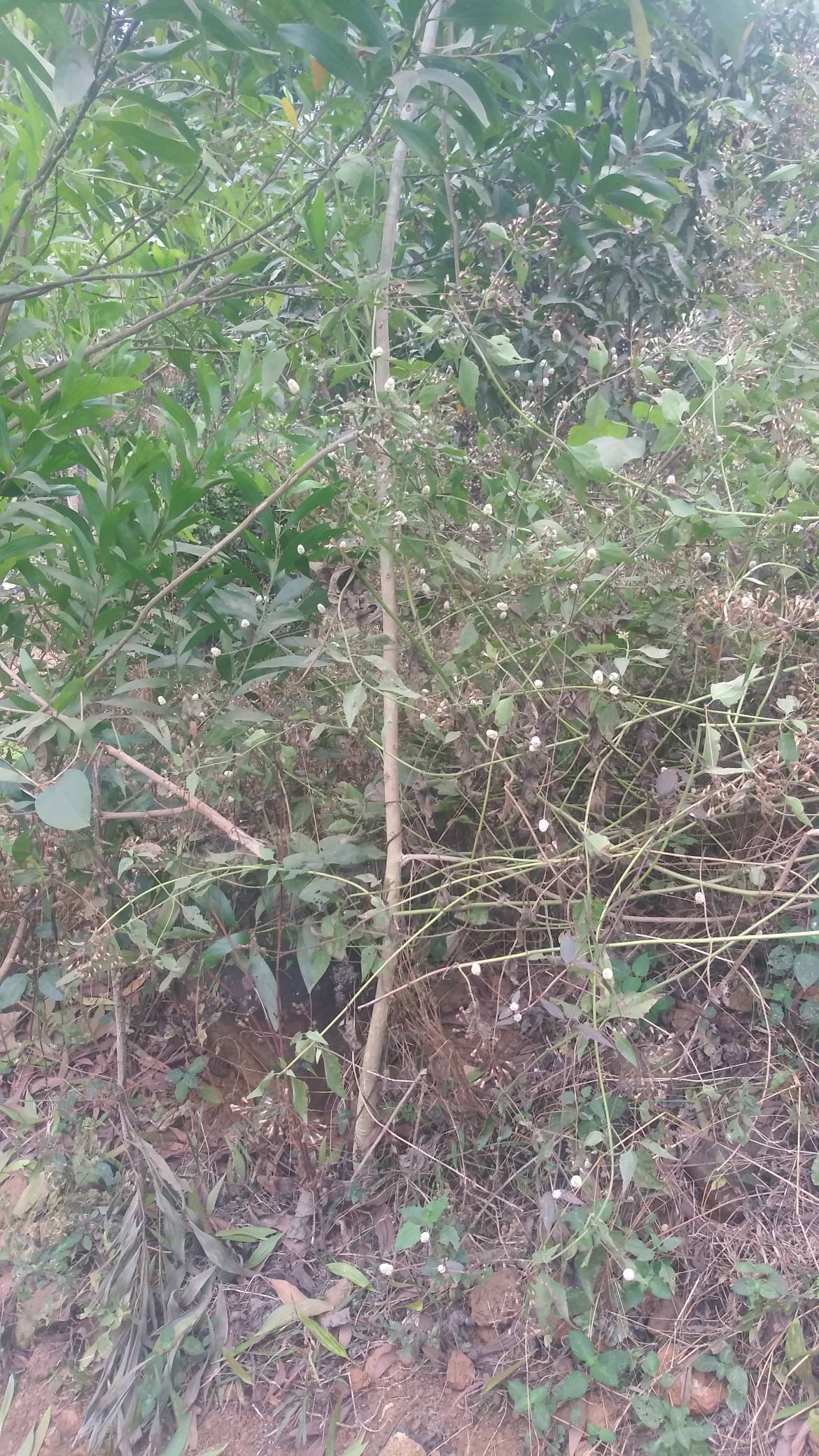 tree