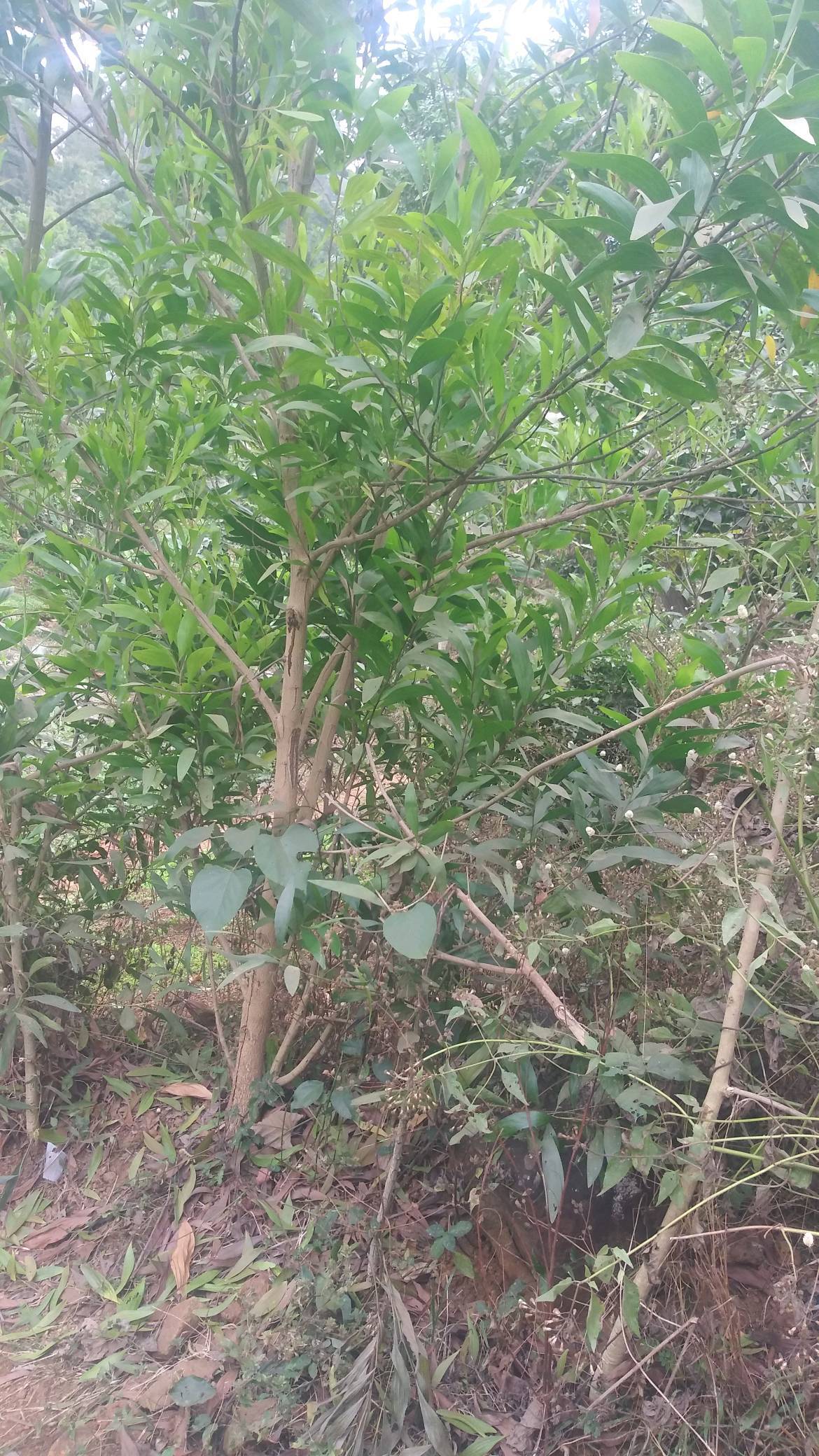 tree