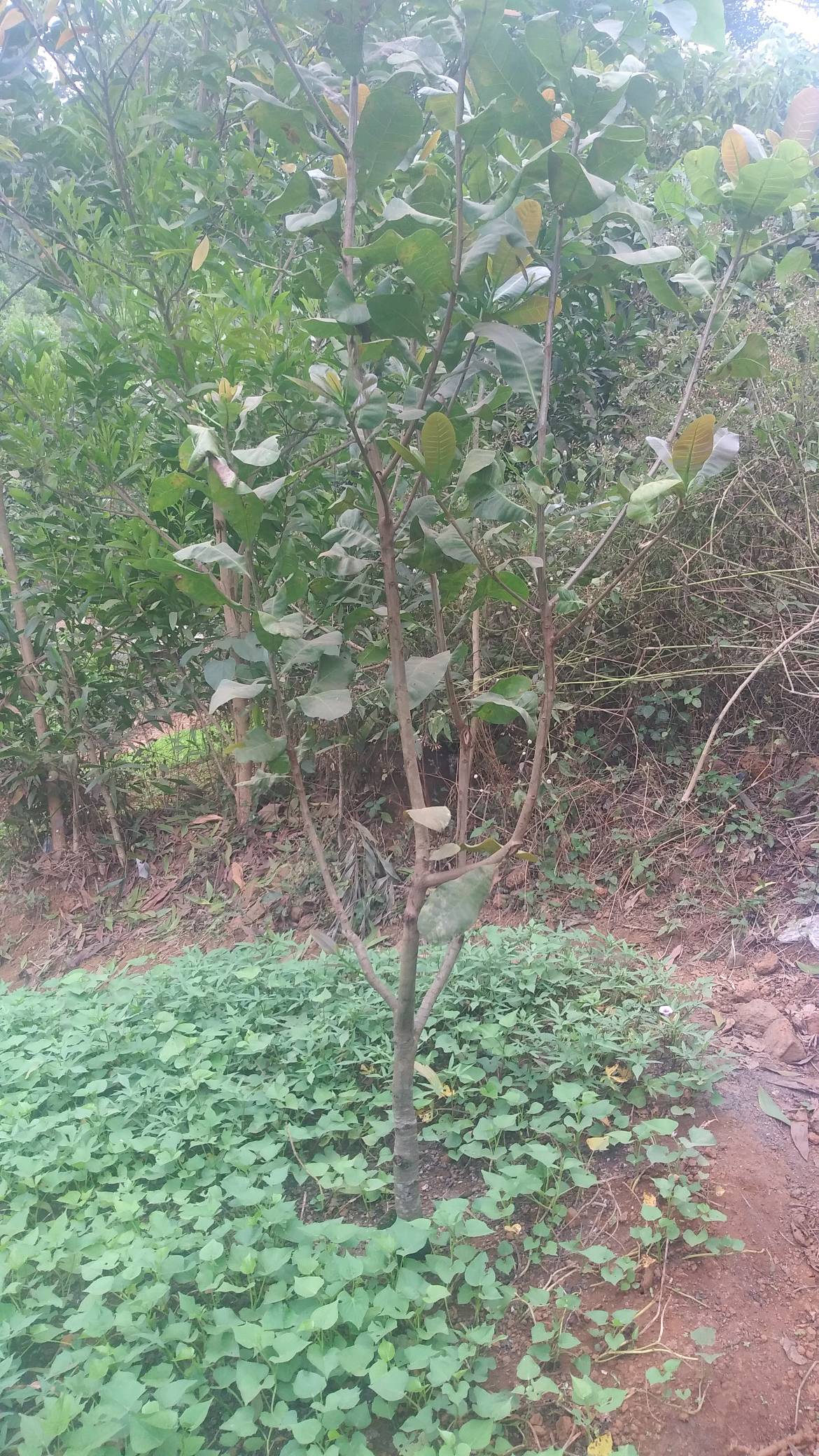tree