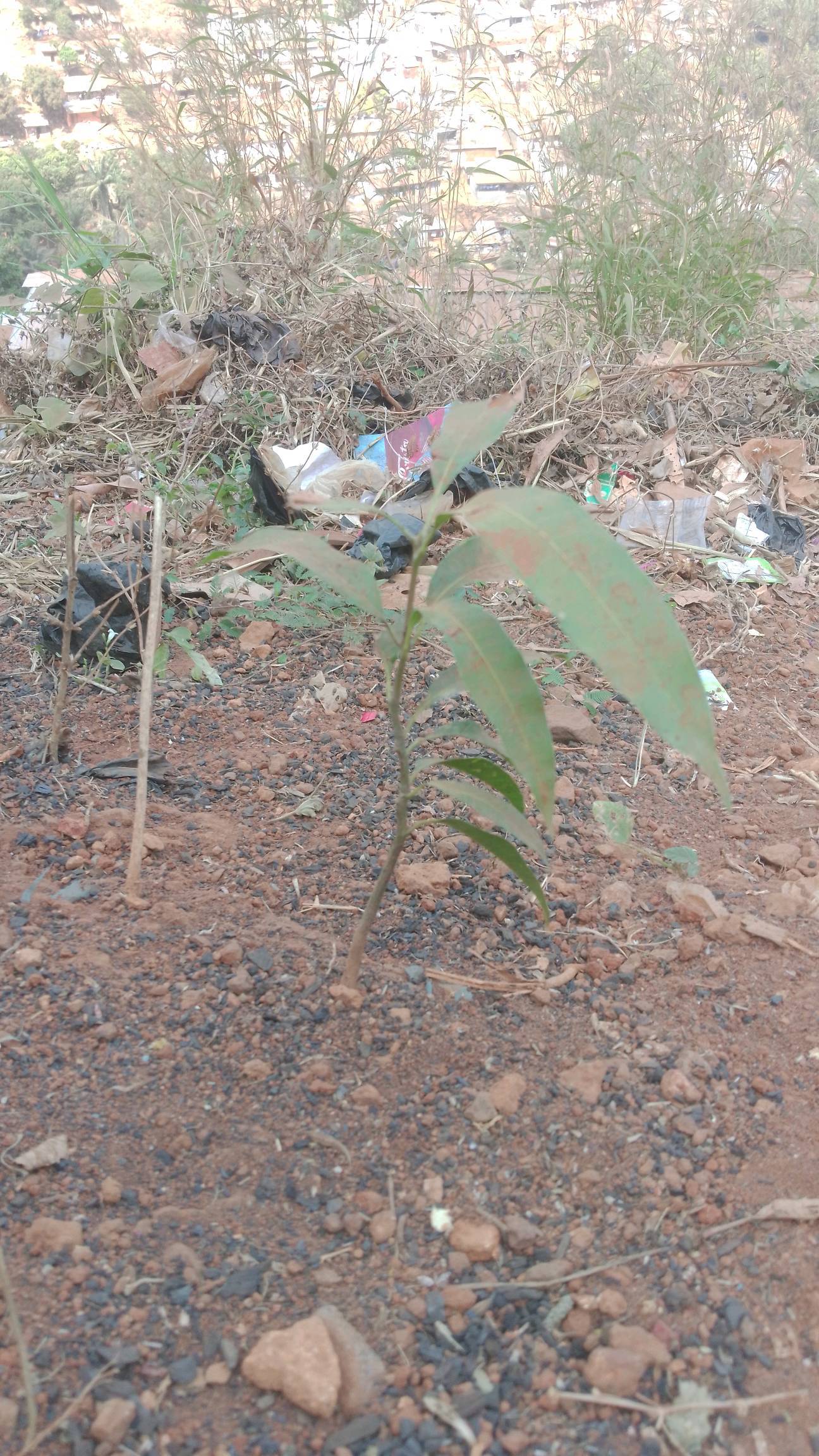 tree