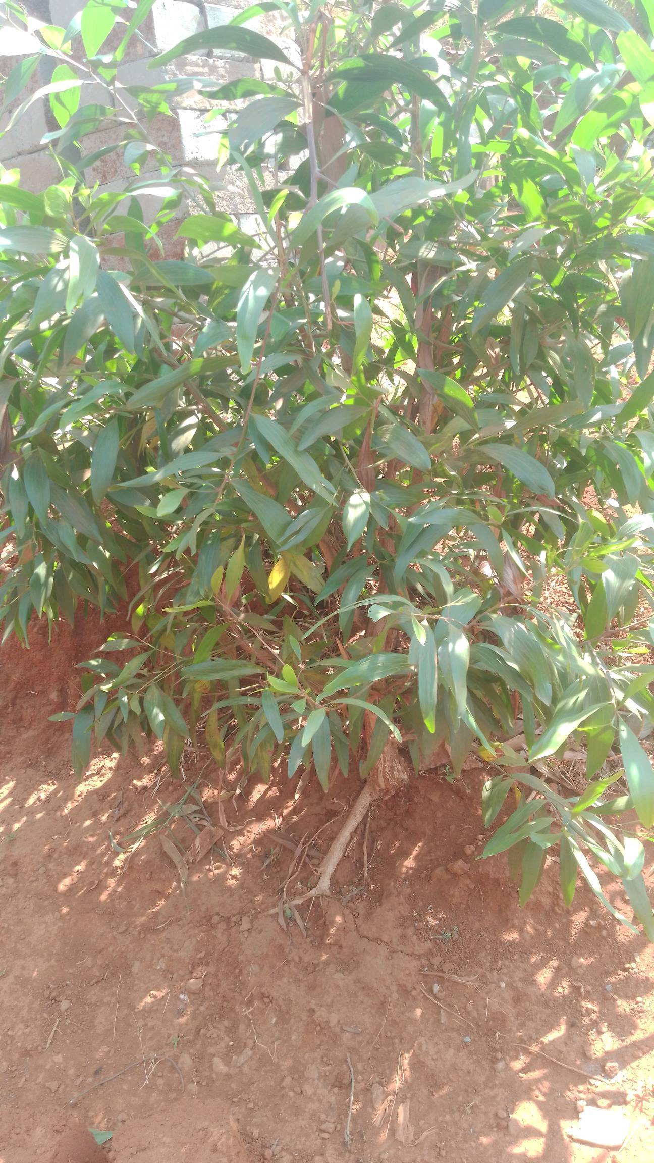 tree