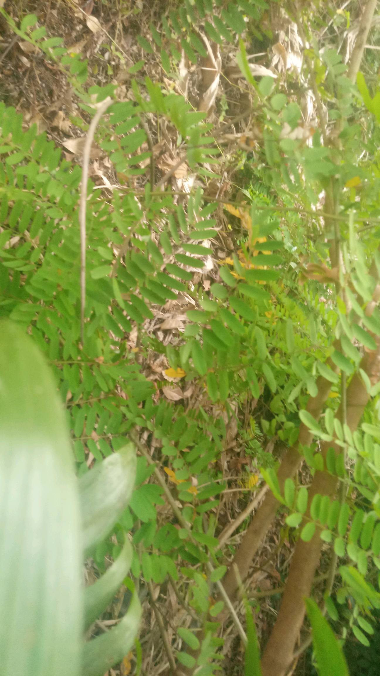 tree