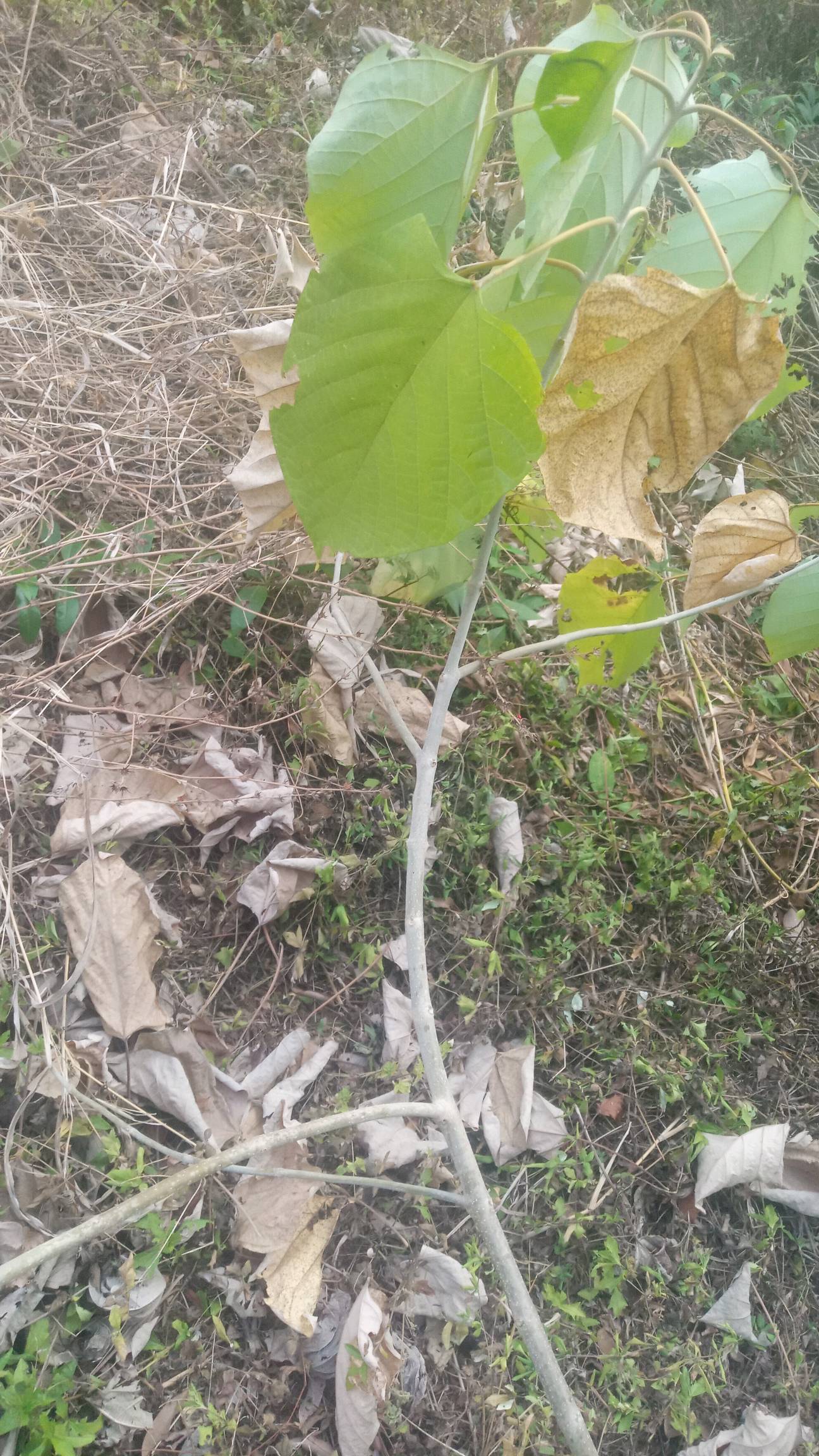 tree