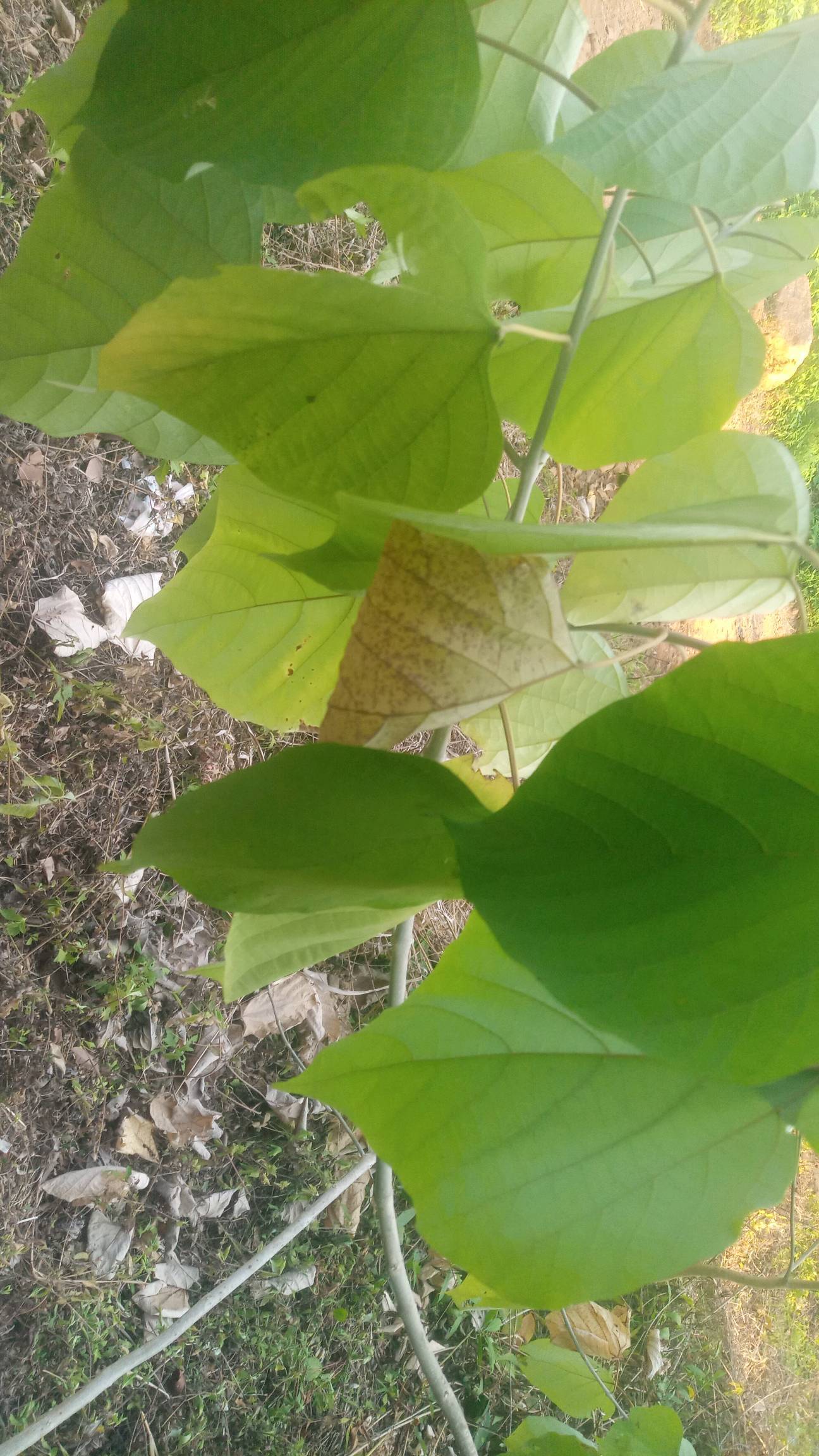 tree