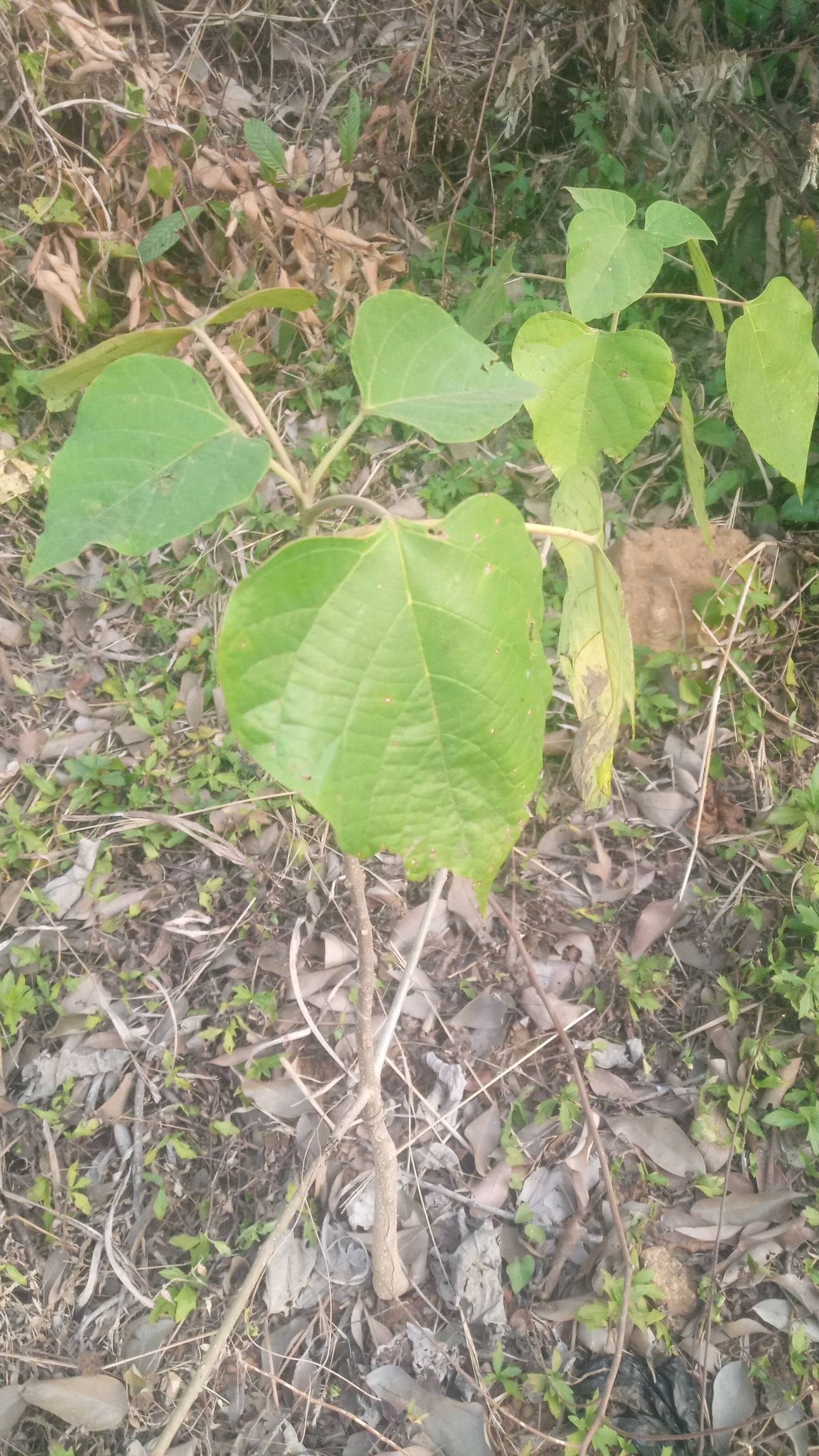 tree
