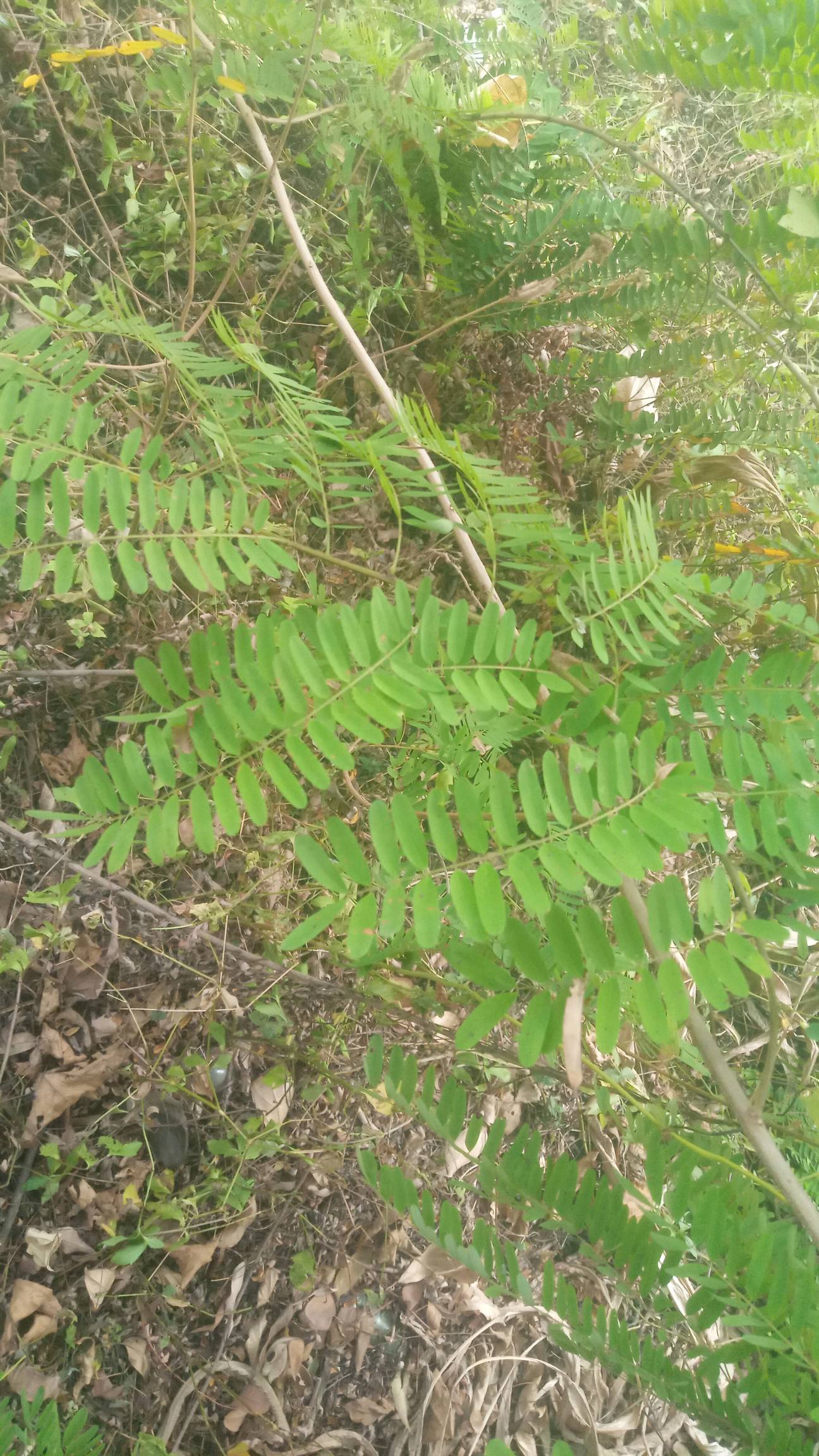 tree