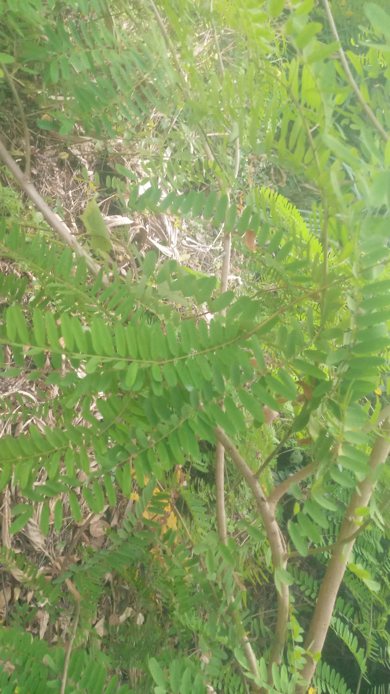 tree