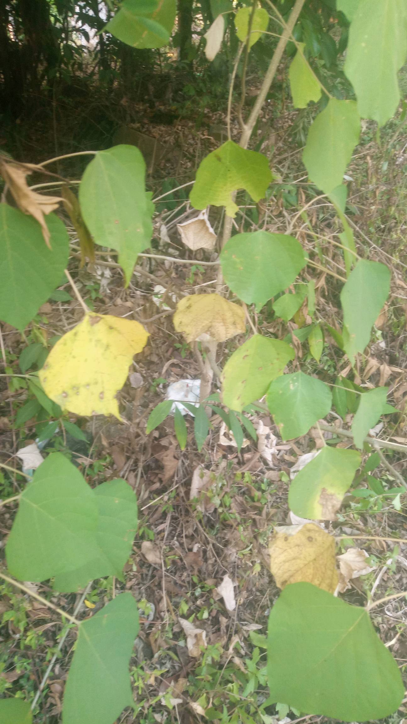 tree