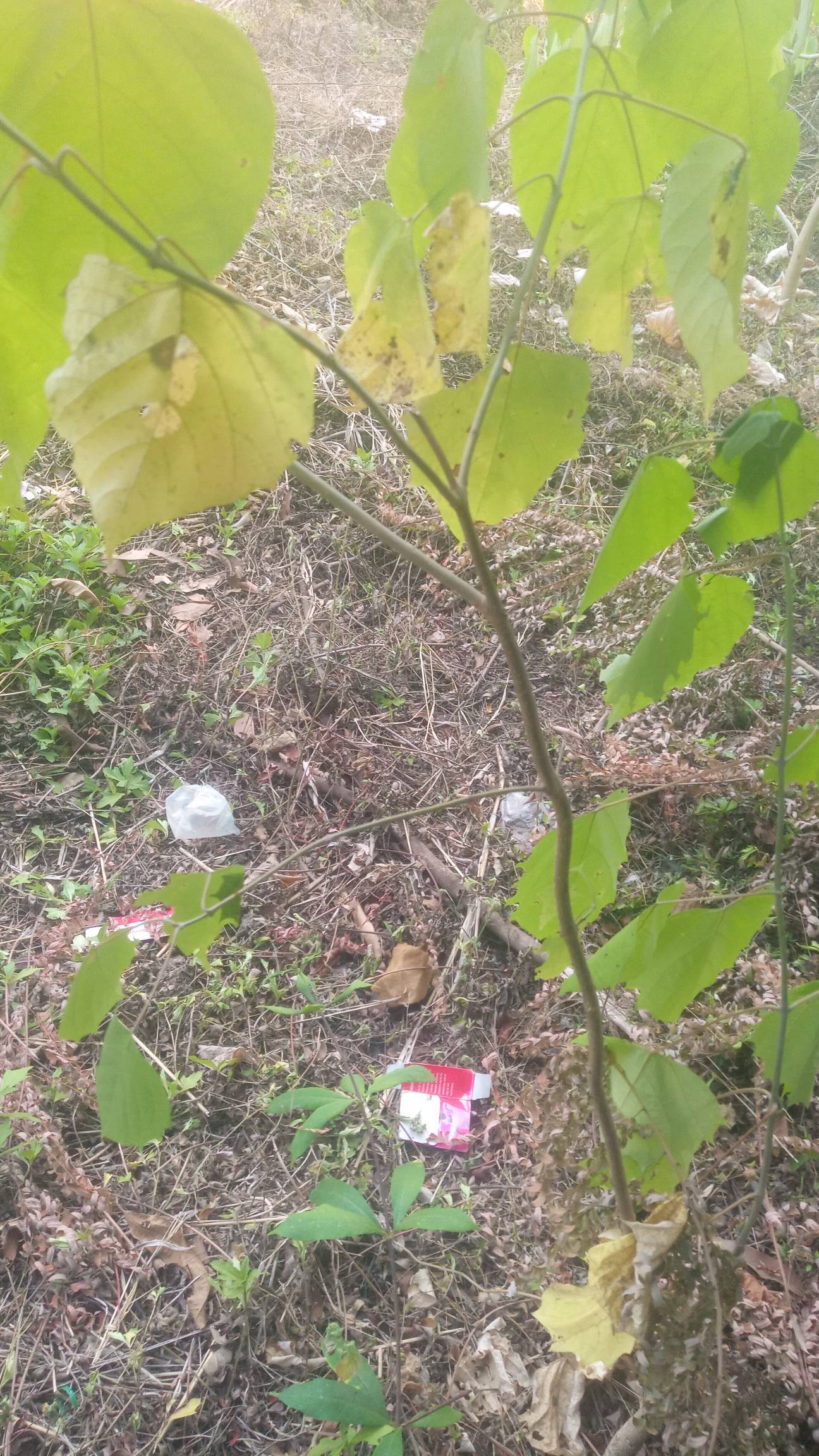 tree