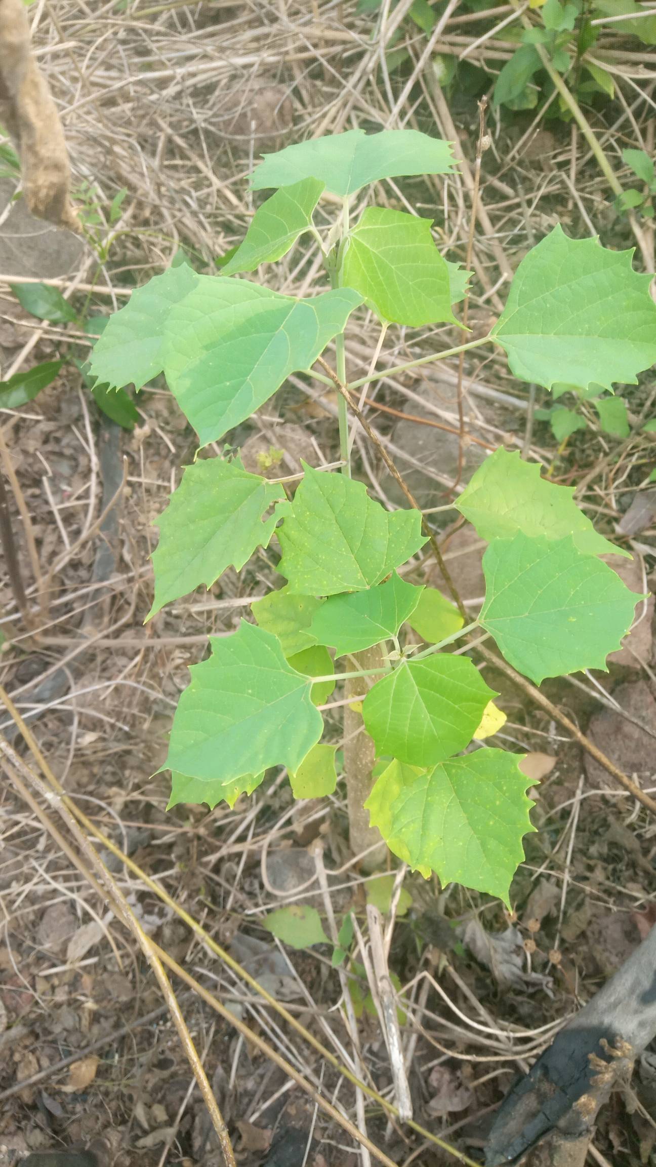 tree