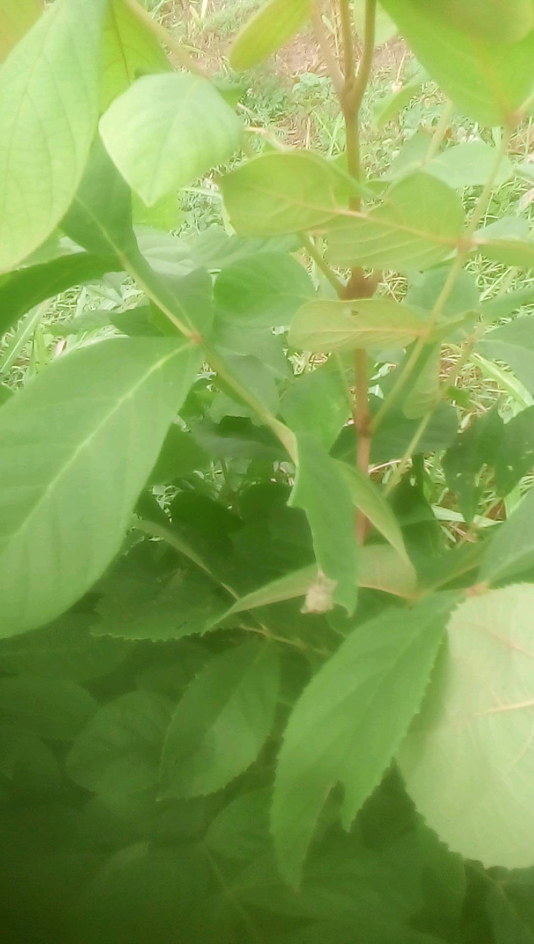 tree