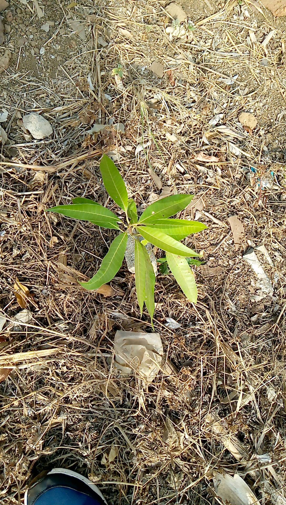 tree