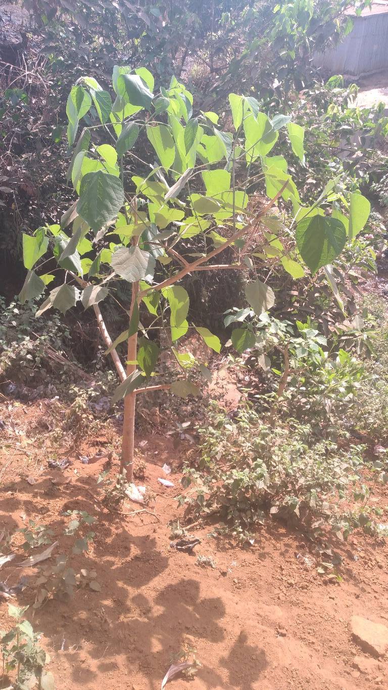 tree