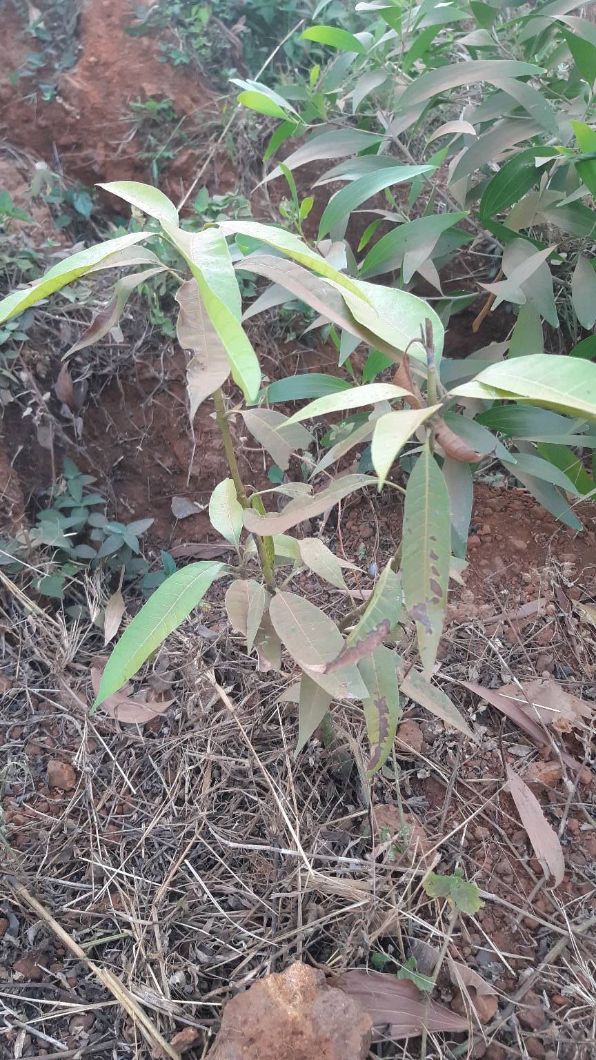 tree
